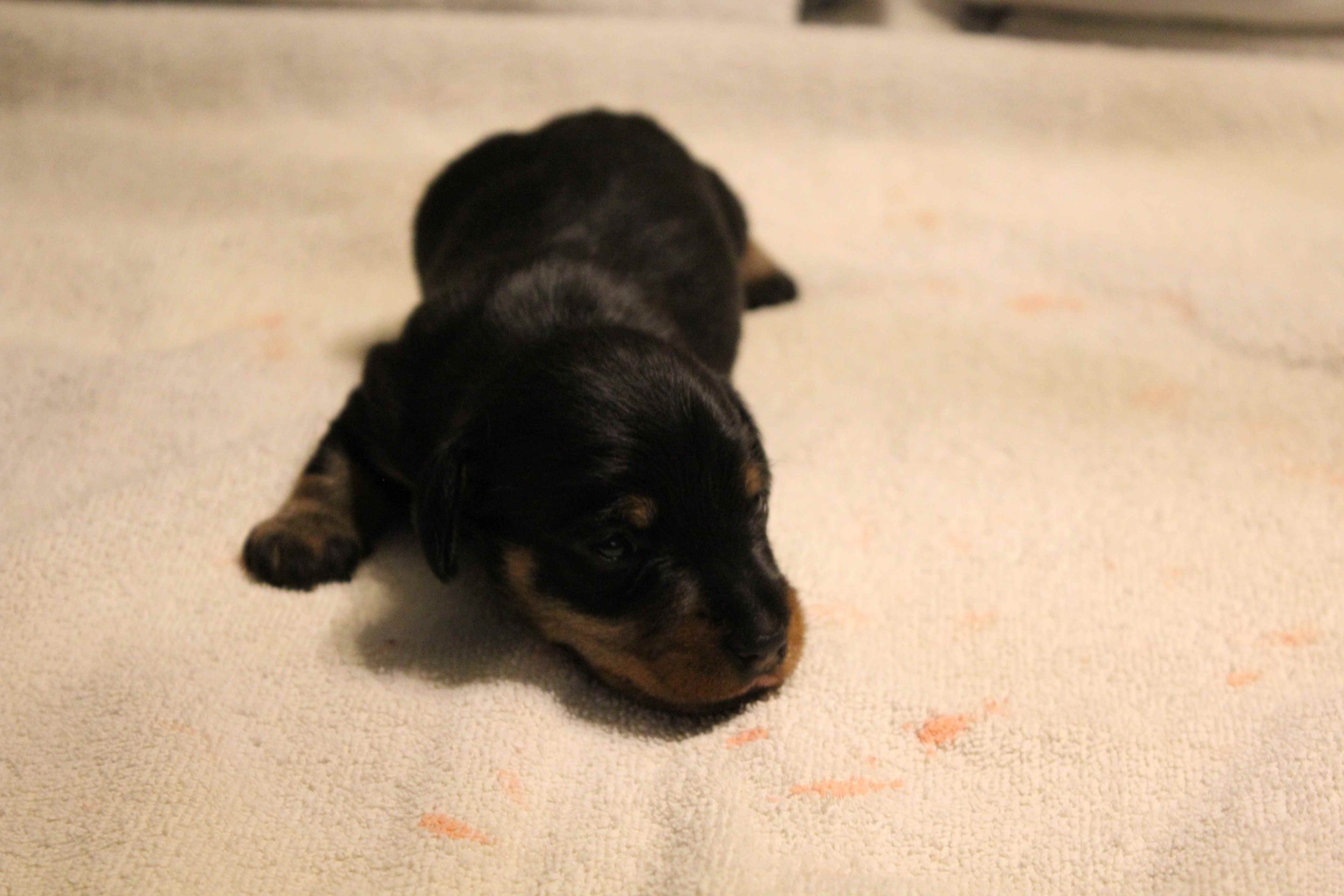 Wat een feest in Huize Aan den Voorhoeve.   