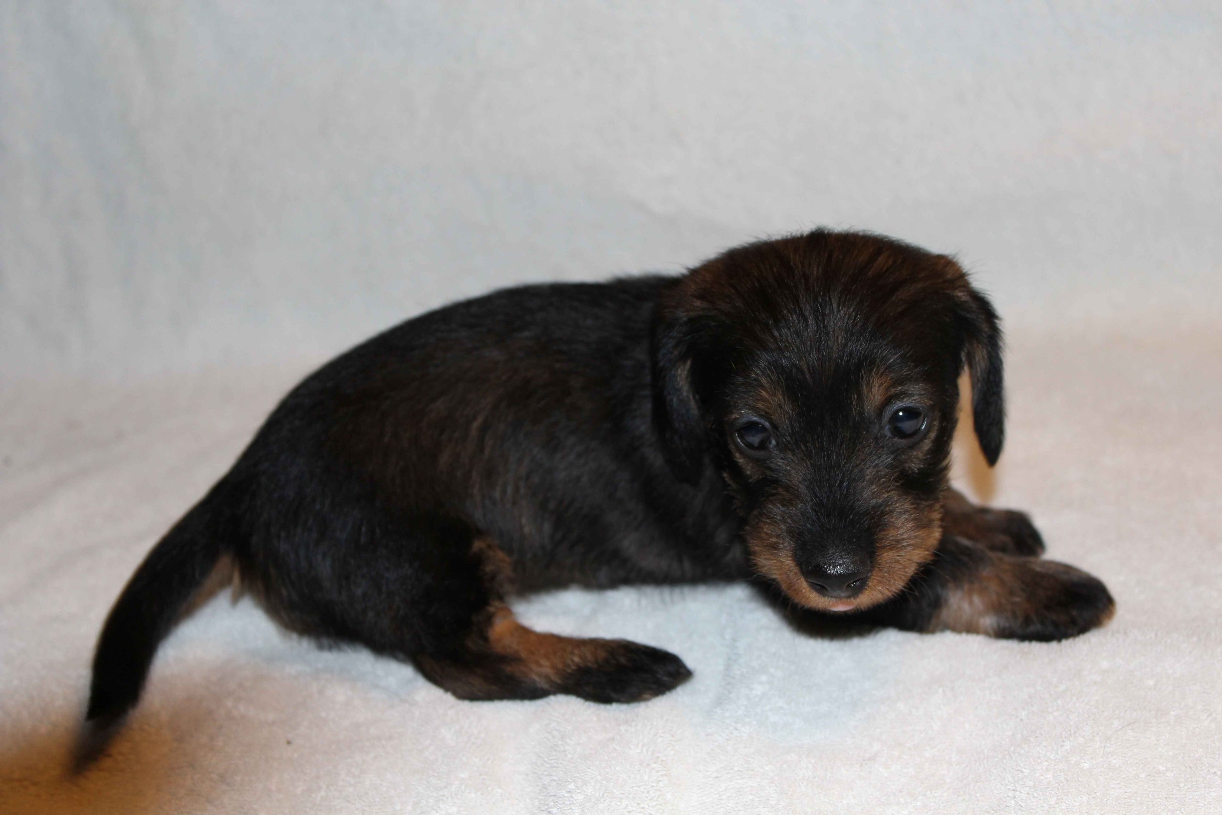 Pups Juliëtte 5 weken en van Angel 4 weken oud.