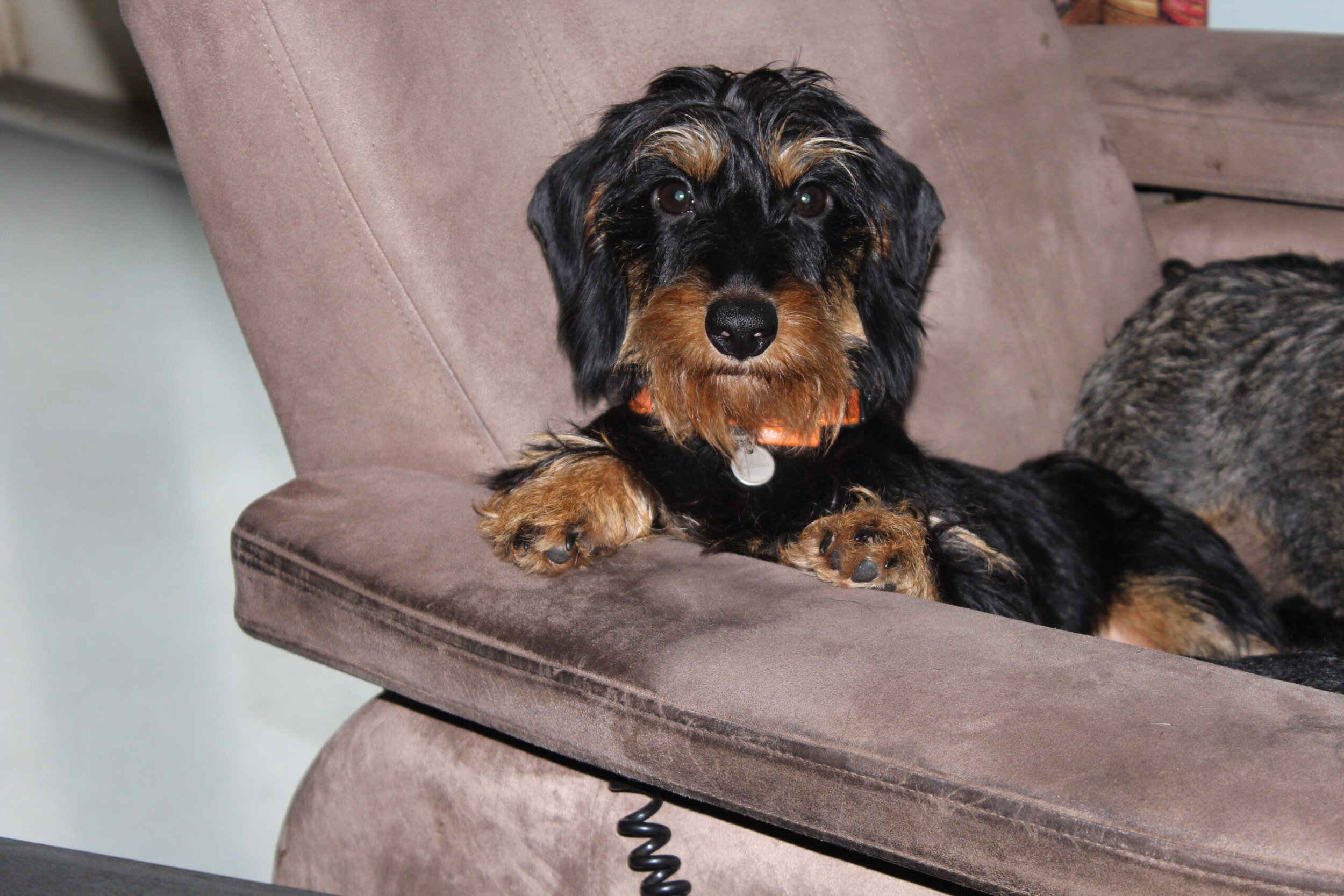 Een nieuw jaar en wij wensen iedereen een voorspoedig 2025. - Wat vliegt de tijd. Er kwam al een vraag of we aan het afbouwen waren met het fokken, omdat het zo stil is op onze website. Nee dat doen we zeker nog niet, maar ook wij hebben na een druk jaar even wat heerlijke dagen met onze schoondochter, zoon en kleinkinderen doorgebracht in Disneyland Parijs. Tijdens zo’n verblijf komt het kind weer in je naar boven en genieten wij volwassenen met de kinderen van het sprookje, waarin je bent terechtgekomen. Het was heerlijk maar wat misten wij onze...