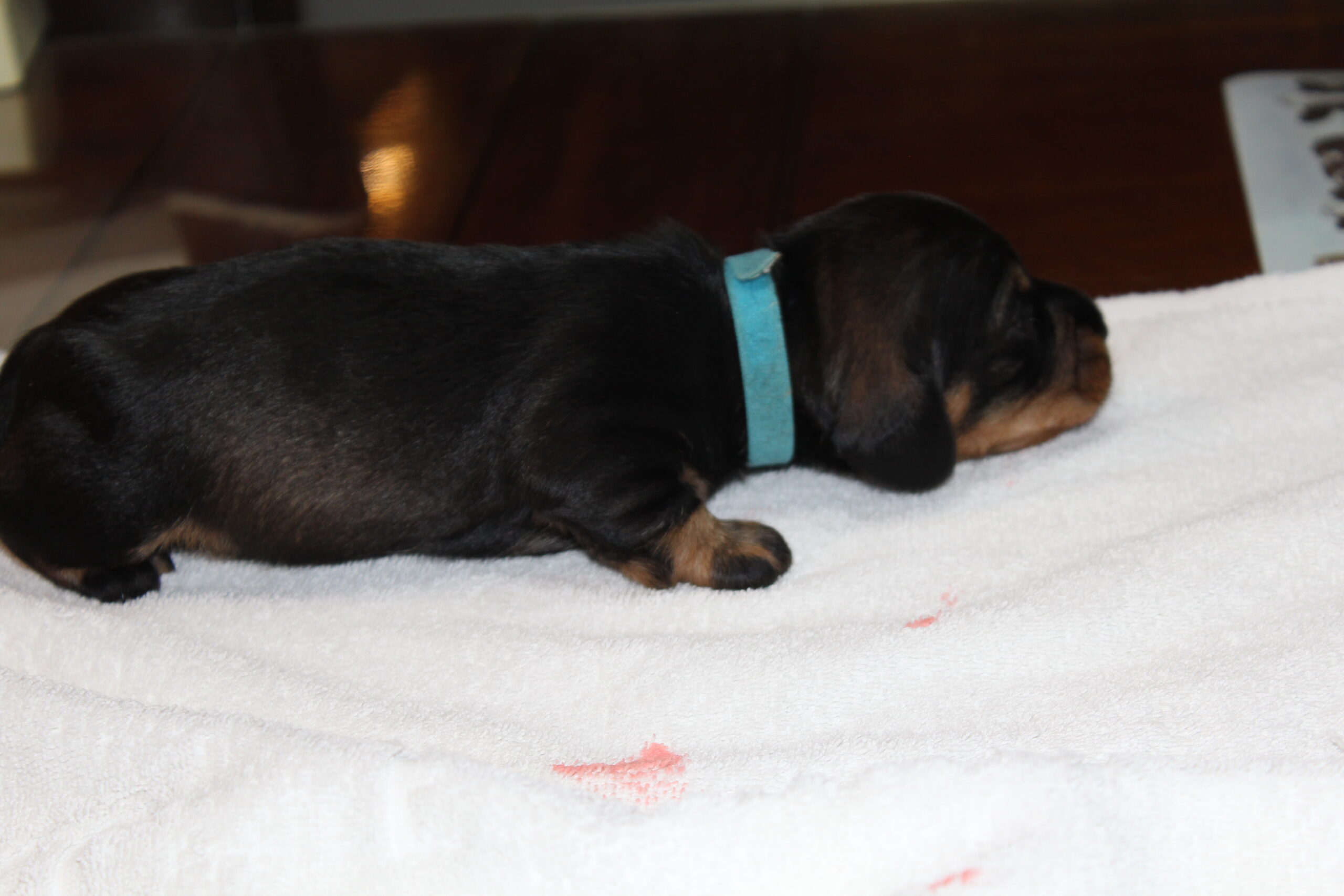Pups Julia en Indra bijna drie weken oud. - Wat doen ze het goed de rakkertjes en wat zijn beide mama’s en natuurlijk wij ook trots op ze. Het maken van deze berichtjes gaat altijd gepaard met het gestoei en soms geblaf naar een vogel door onze roedel. Maar ook de kleintjes hebben zo hun geluidjes. Als je als pup in de eerste weken nog niets ziet of hoort, moet je kleine neusje het speurwerk doen. Dat functioneerde erg goed vanaf de eerste dag. Puur op reuk vonden ze de melkfabriek en dan was het het recht van de sterkste om aan te...