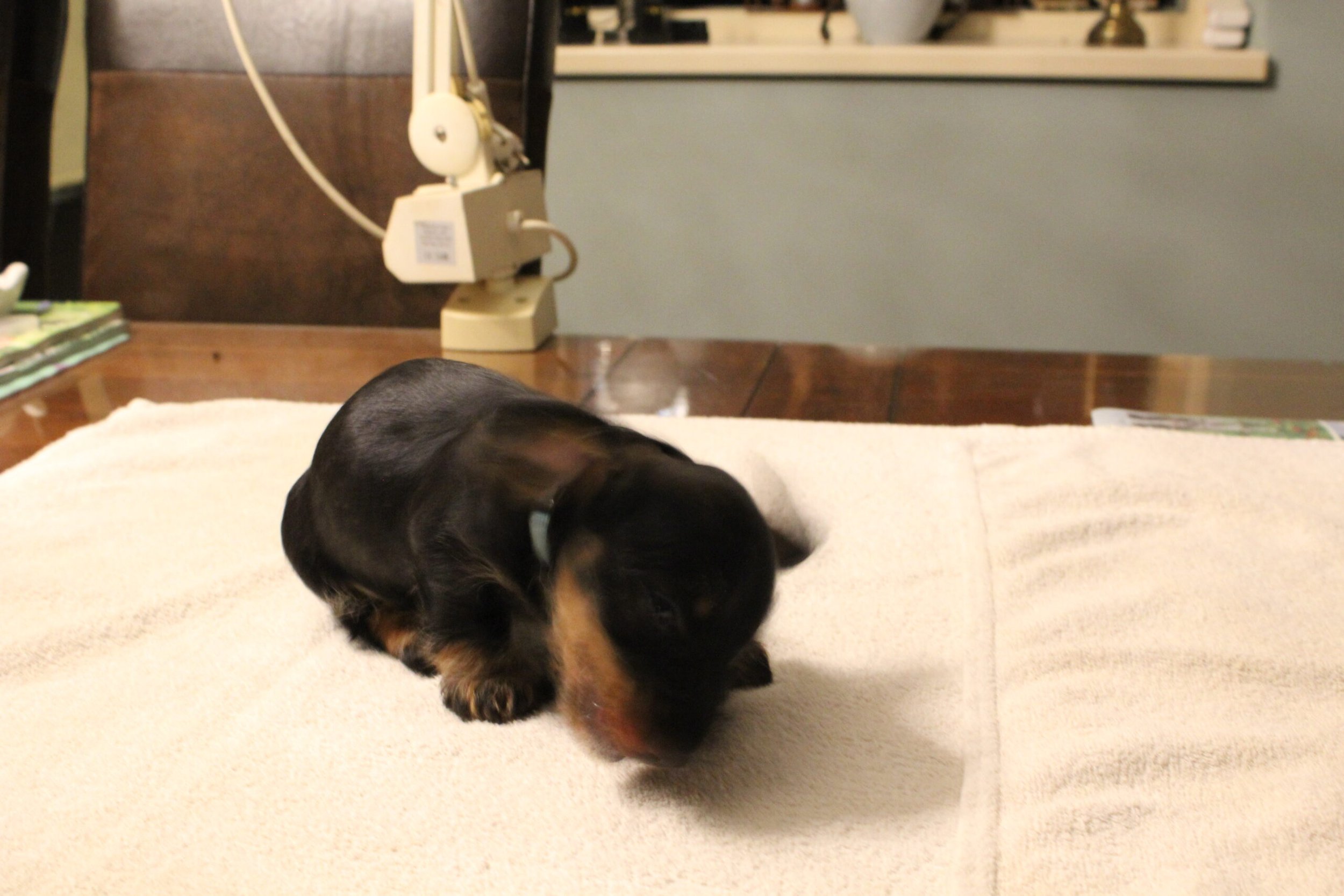 Pups Julia en Indra 6 weken oud. - Daar zit ik dan weer om vele beloftes voor een verhaaltje na te komen. Geen probleem hoor, dat doe ik met plezier. Tussen alle dierengeluiden en het journaal door probeer ik jullie wederom op de hoogte te brengen van onze pupsels. Wat waren het weer drukke maar oh zo leuke twee weken. De eerste week begon met het bezoek van de chipster. Vakkundig werden de pups gechipt en werd het DNA afgenomen, maar we waren er nog niet. Terwijl de pups bijkwamen van deze nieuwe ervaringen gaf ze ons nog wat...