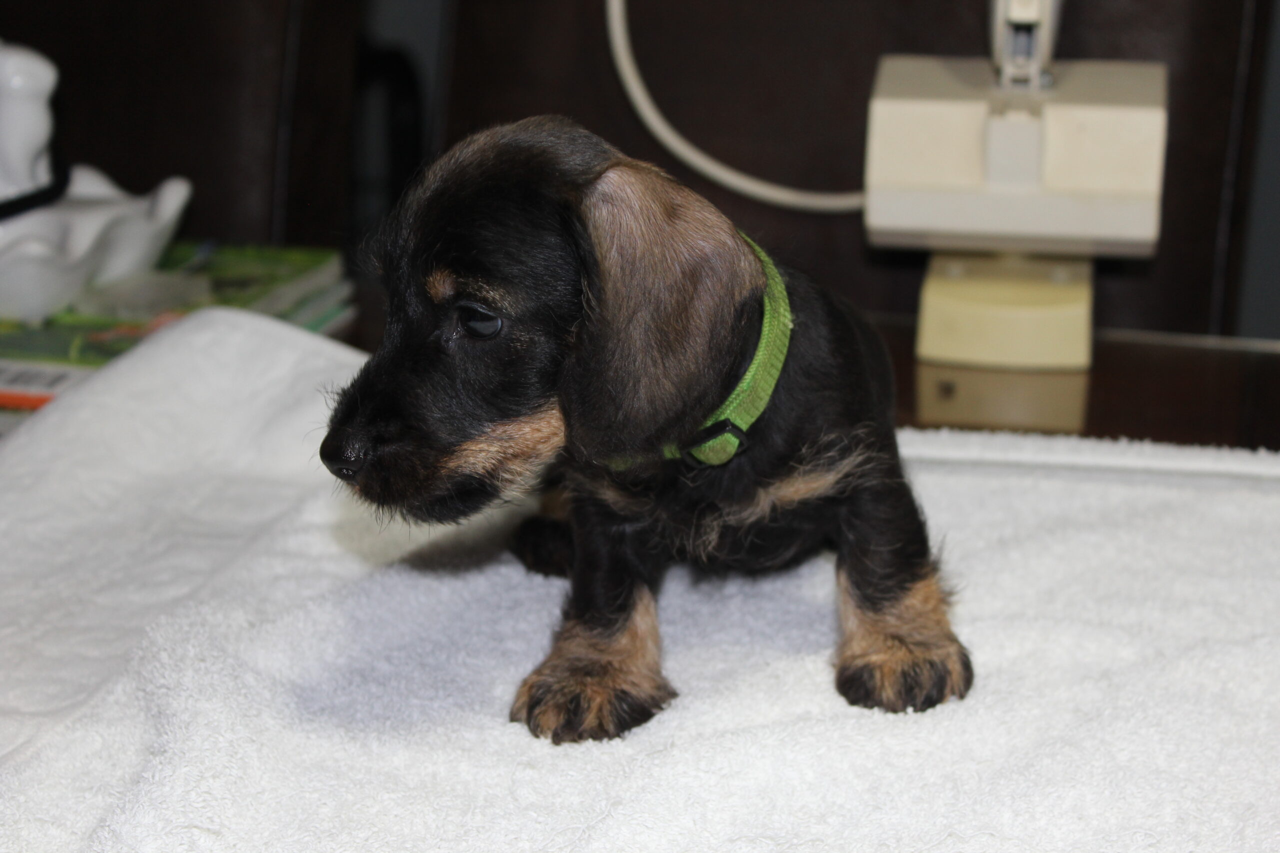 De pups van Julia en Indra klaar voor vertrek. - Nog even en we moeten afscheid nemen van een aantal pups. Er blijven nog enkele iets langer, vanwege eerder gemaakte vakantieafspraken van hun nieuwe baasjes. Wij werken daar graag aan mee, daar het volgens ons voor de kleintjes fijner is in onze omgeving te blijven met de zorg van onze roedel en de mama’s en van ons, zodat de overgang naar de nieuwe baasjes prettiger verloopt. Ze houden ons goed bezig nu ze wereld buiten de werpkist en de kamerkennel aan het ontdekken zijn. Snoeren en...