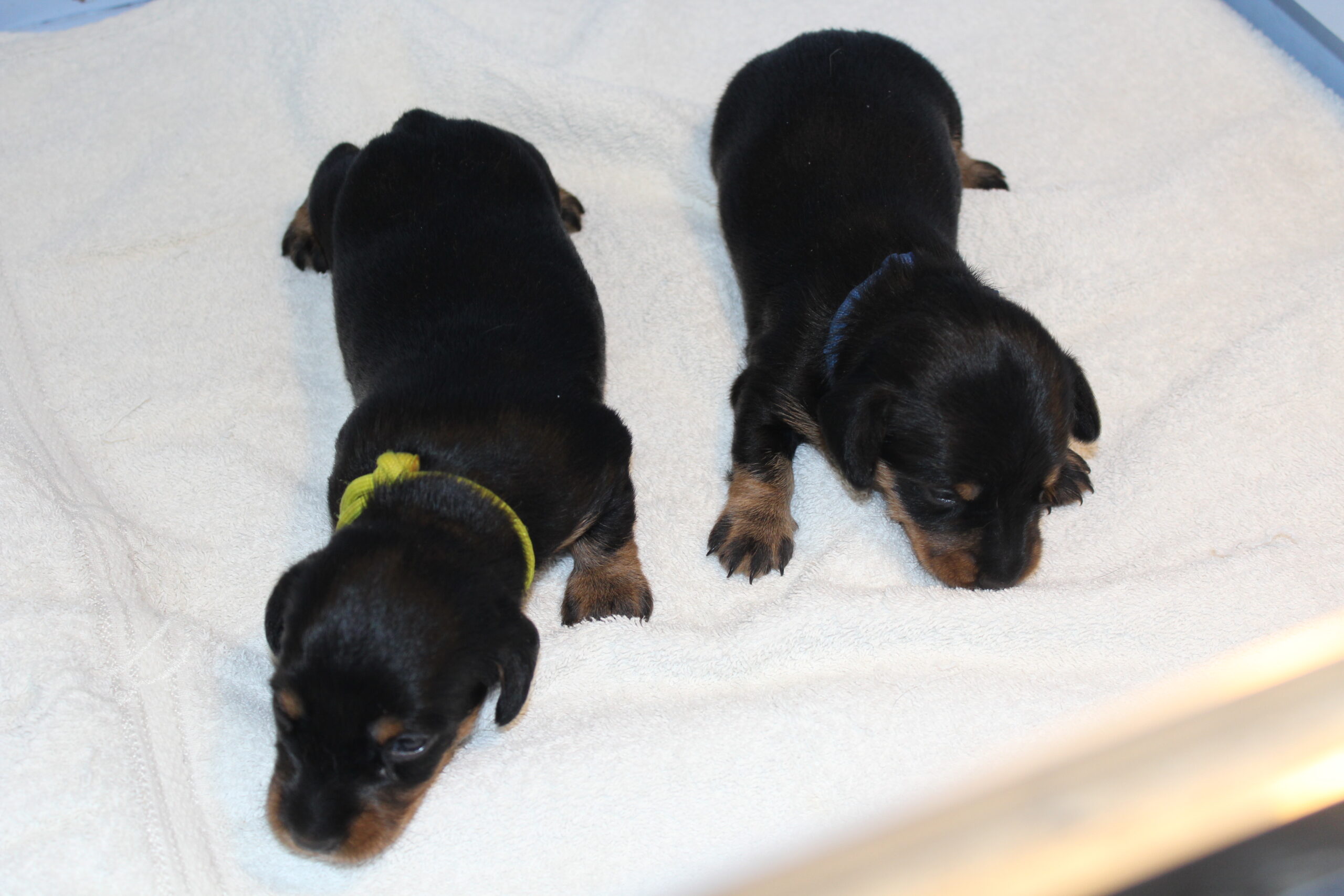 Tweede nestje Gentle geboren. - Het zijn weliswaar maar twee pups geworden, maar ze doen het geweldig. Mama Gentle doet haar naam wederom eer aan. Ze moedert als een echte moederkloek en is zoals eigenlijk altijd weer lief naar iedereen die haar kleintjes even bekijkt. Aankomen niet eerder dan na de inenting in week 6. Tot aan die tijd blijft Bert onverbiddelijk. Om narigheid te voorkomen worden eventueel meegebrachte bacteriën zorgvuldig gemeden. Je weet maar nooit wat wij mensen voor de kleine en kwetsbare pups kunnen...