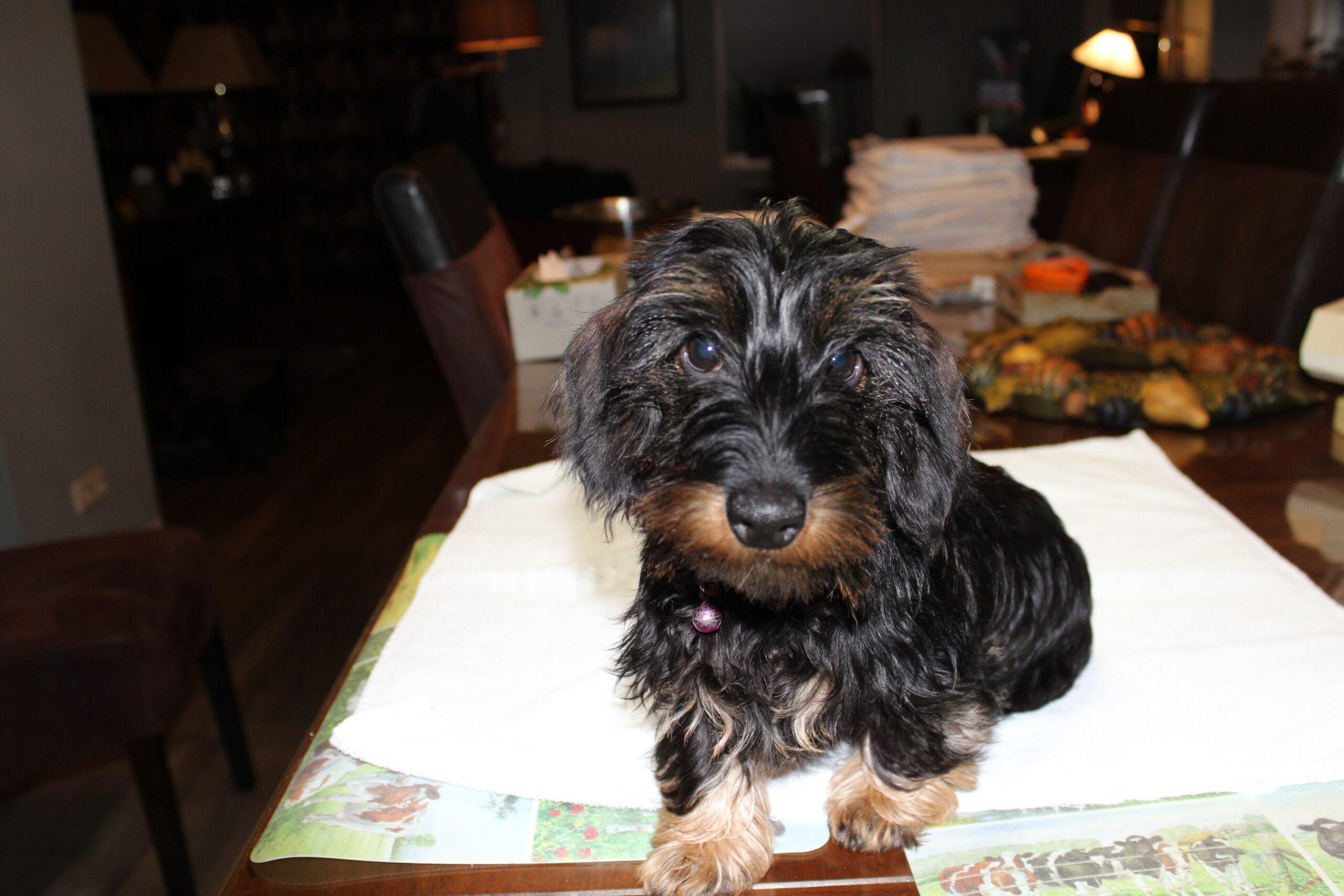 Tax en Muts zes weken oud. - Van onze trouwe lezers kwamen al signalen waar het volgende berichtje bleef. Normaliter was er al een berichtje geweest in de vierde week, maar het bleef stil van mijn kant. Bert en ik zijn gelukkig de afgelopen Coronatijd verschoond gebleven van Corona, maar het venijn zat in de staart. Toen alles weer wat normaal leek, werden wij getroffen door de Omicron-variant. Minder heftig dan het Corona-virus, maar toch heftig genoeg, zodat we last kregen van keelpijn en hoofdpijn en een vervelende...