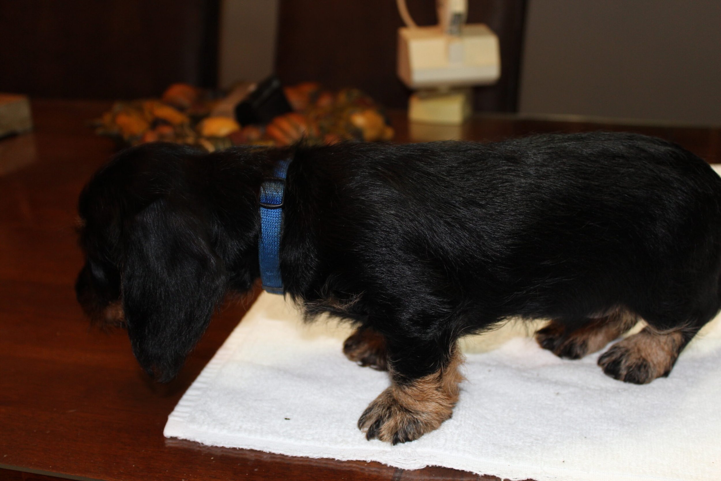 Tax en Muts 8 weken oud. - Daar zit ik weer achter mijn laptop om jullie allemaal verslag te doen van de twee kanjers Tax en Muts. Wat een heerlijk stel, die over niet al te lange tijd onze boerderij zullen verlaten. Nu nog rechts van mij heerlijk aan het spelen en nog even later lekker slapen. Knuffelen vinden ze heerlijk, maar het ravotten in de kamer en vanmiddag weer met enkele teckels uit de roedel is natuurlijk geweldig. Wat een energie in die kleinere lijfjes. Alles is spannend en het ontdekken waard. Heel...