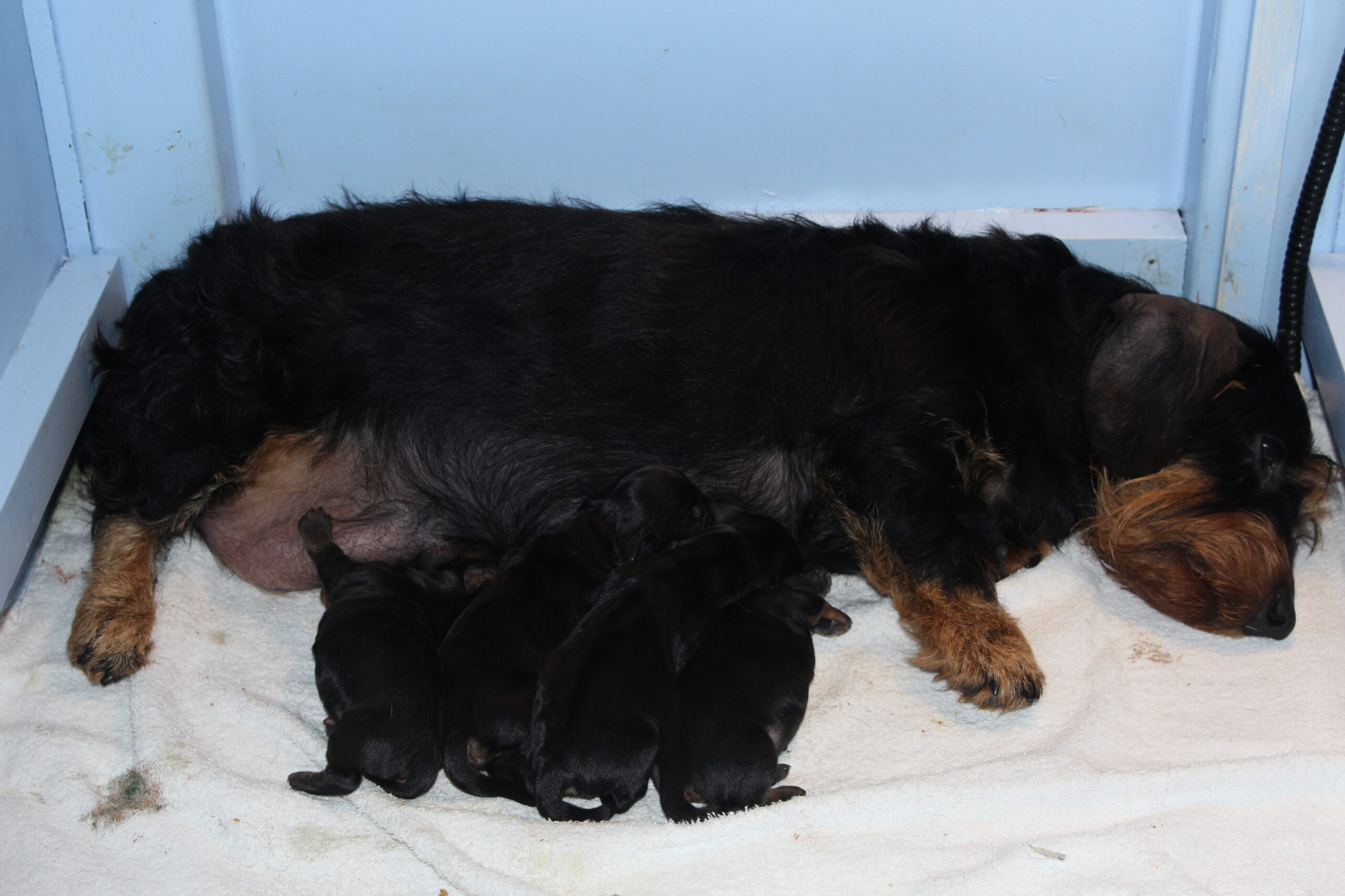 Een nieuw en een prachtig begin. - Ze was al wat onrustig onze Sophie zo tijdens de laatste uren van 2022. Voor ons het teken dat de bevalling aanstaande was. Ze stond voor de werpkist met een blik van laat me er maar in. Wie zijn wij om daar dan niet aan toe te geven. Zo gezegd, zo gedaan. Ze ging rustig liggen en heerlijk slapen. Bert oplettend als hij is, hield trouw de wacht en langzaam brak de avond en vervolgens de nacht aan. De nacht verstreek en ons vrouwtje vond het prima zo. De tweede dag, zijnde Oudejaarsdag brak aan...