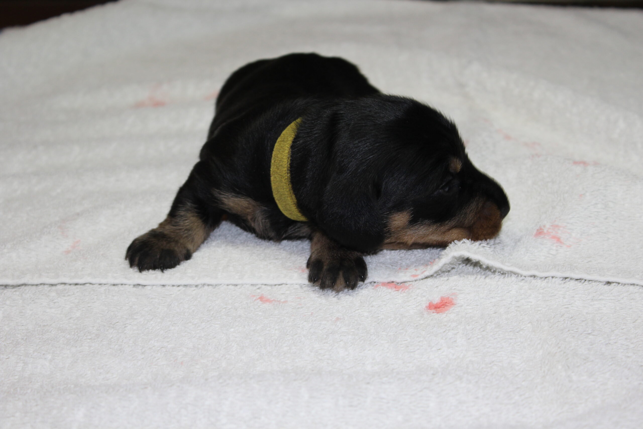 Pups Sophie en Dakota twee weken oud. - Daar zit ik weer achter mijn computer om jullie allemaal te laten weten hoe het de pups de afgelopen weken is vergaan. Nou heel kort gezegd: Het gaat geweldig! Met alle lof voor de mama’s, maar zeker ook Bert. Alle goede zorg heeft er toe bijgedragen dat de pups al snel zijn verdubbeld in gewicht. Dat niet alleen ook de oogjes zijn bij allen al geopend en de wereld kan nu al kruipend worden ontdekt. Sophie en Dakota hebben het er maar druk mee. Voeden en schoonlikken neemt heel wat tijd...