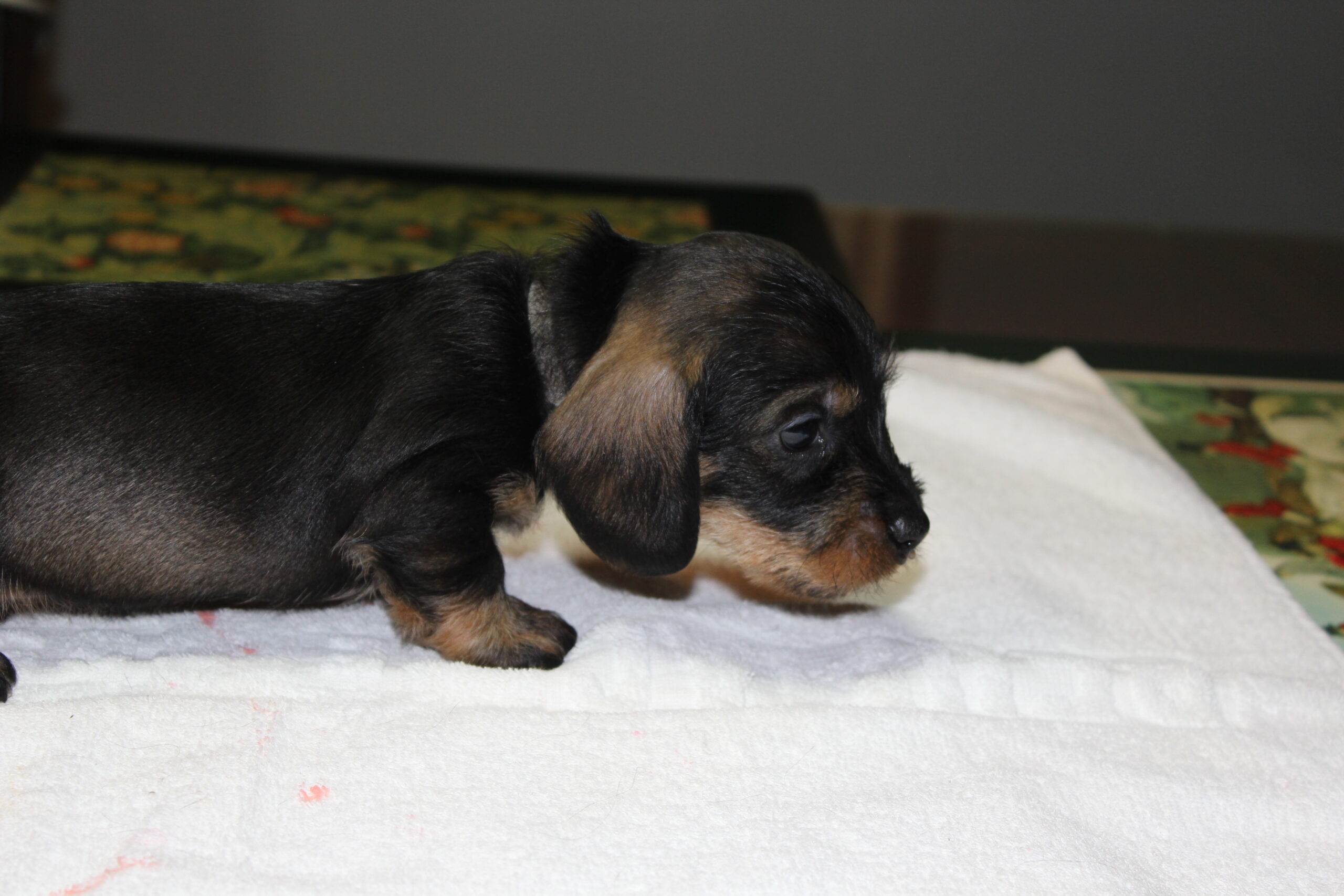 Pups Dakota en Sophie 5 weken oud. - Daar zit ik dan weer achter mijn pc om alle geïnteresseerden, waaronder al nieuwe baasjes even weer mee te nemen in onze teckelwereld. ‘Wereld” zullen jullie misschien vragen, maar het is een zeer groot deel geworden van ons leven en dus behorend bij onze wereld. Vinden we dat vervelend? Zeker niet het is zeer verslavend om een teckelbezitter te zijn. Dan kun je nagaan hoe verslaafd wij zijn met onze roedel. Afkicken staat nog lang niet in onze agenda. Sterker nog, we gaan zo lang mogelijk...
