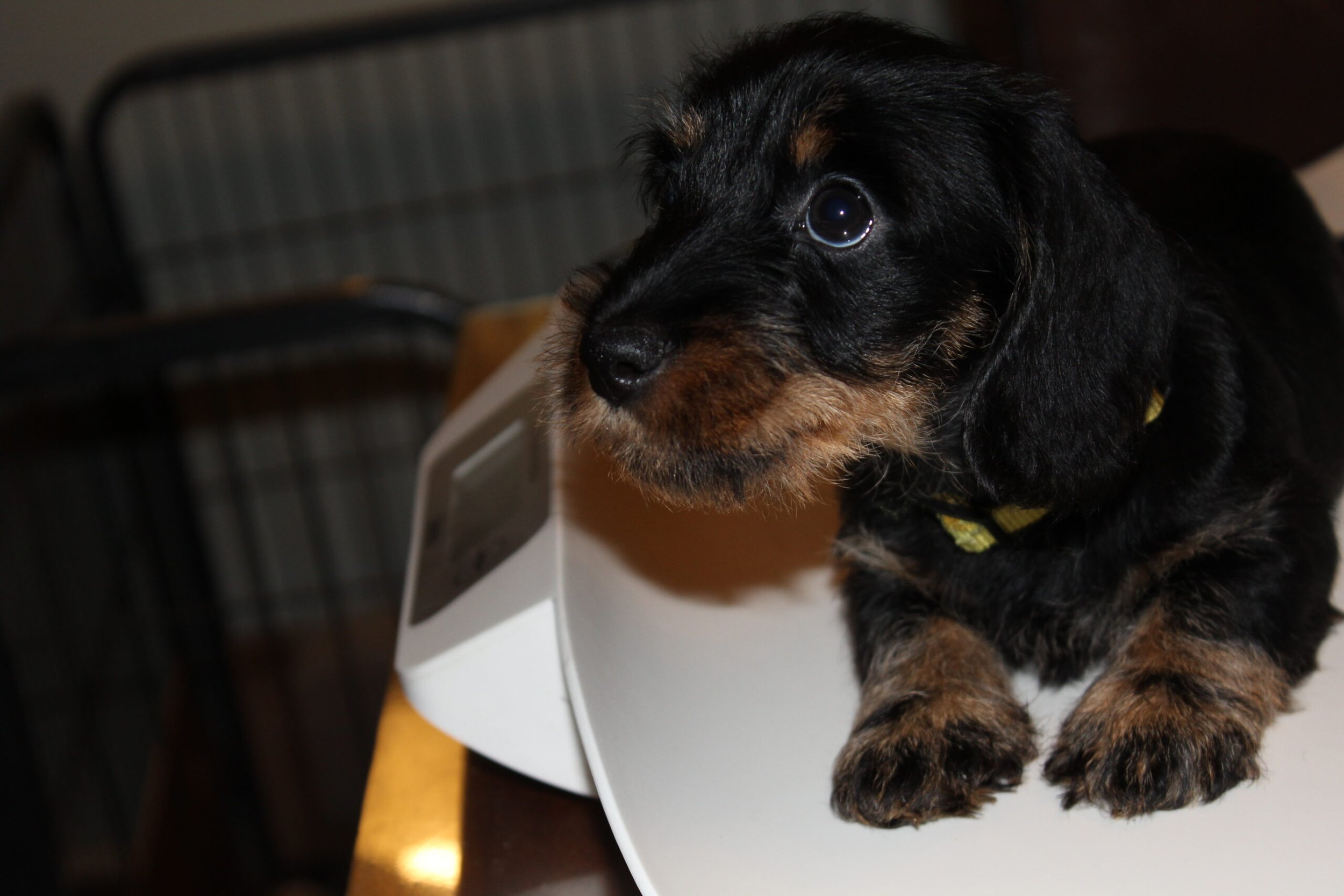 Pups Sophie en Dakota 7 weken oud. - Wat doen ze het goed de leuke, drukke en speelse rakkertjes. Menig oortje belandt even in een bekje van een broertje of zusje en dat doet zeeeer! Dat laat een echte pup dan ook luidkeels horen. Hoe durven ze in mijn prachtige oortjes te bijten. Gelukkig spelen ze meestal in volle harmonie met elkaar en ontdekken ze dag voor dag steeds meer van de woonomgeving. Nu even voor een ieder van hoe de aflopen weken zijn verlopen. De eerste nieuwe ervaring was het bezoek van de chipster. Alvorens te...