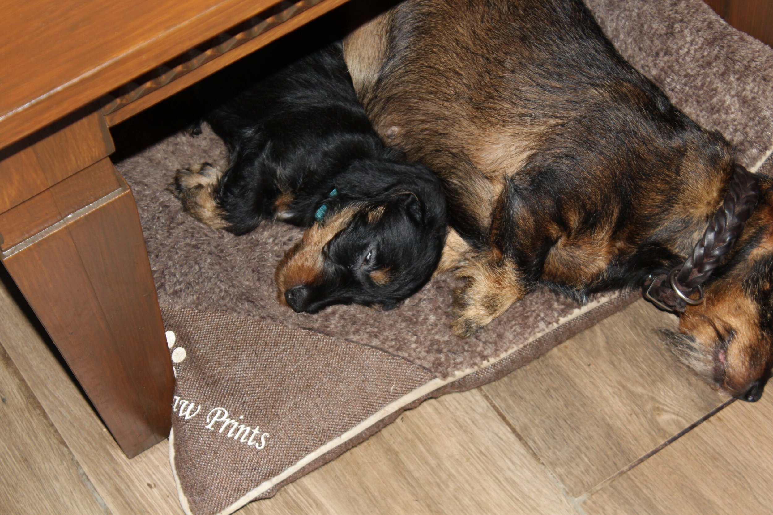 Afscheid na 10 weken van de pups van Sophie en Dakota. - Daar zijn we weer even om, zoals door mij werd beloofd, nog even een kort afscheidsberichtje te schrijven over de twee nestjes en wel van Dakota: zijnde Kelly, Fientje, Teun en Bartje. Van Sophie: zijnde Charlie, Emma, Lotje en Saar. Wat hebben we genoten en wat was het hier 10 weken lang een gezellige en soms vermoeiende drukte. Ze houden ons jong de boefjes en wat hebben we ze in ons hart gesloten. Evenals die van al onze voorgaande nestjes. Ons motto is dan ook dat elke pups in de Aan den...