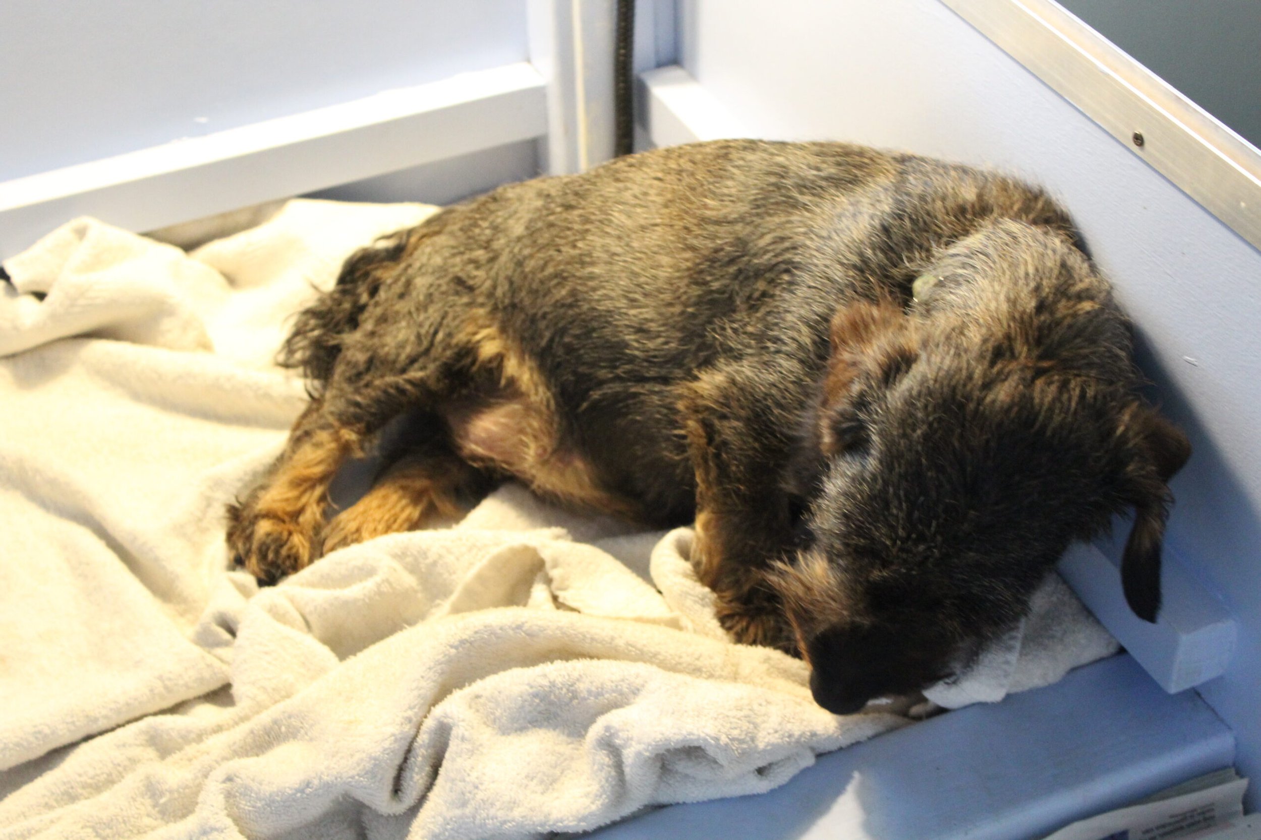 Fleur bevallen van haar derde nestje. - Na een vlotte bevalling is onze Fleur op 8 juli jl. bevallen van een zestal prachtige, wildkleurige dwergteckel pups. Wat zijn we gelukkig en blij met dit prachtige zestal, zijnde 2 reuen en 4 teefjes. Ze doen het goed en groeien voorspoedig. Regelmatig nog even een kreetje uit de werpkist. Mocht zorgzaam moedertje Fleur hulp nodig hebben, helpt Bert de kleine pup even om de weg terug te vinden naar mama. Ja, als pasgeboren pup moet je het doen met een goede neus, daar de oogjes en oortjes zich...