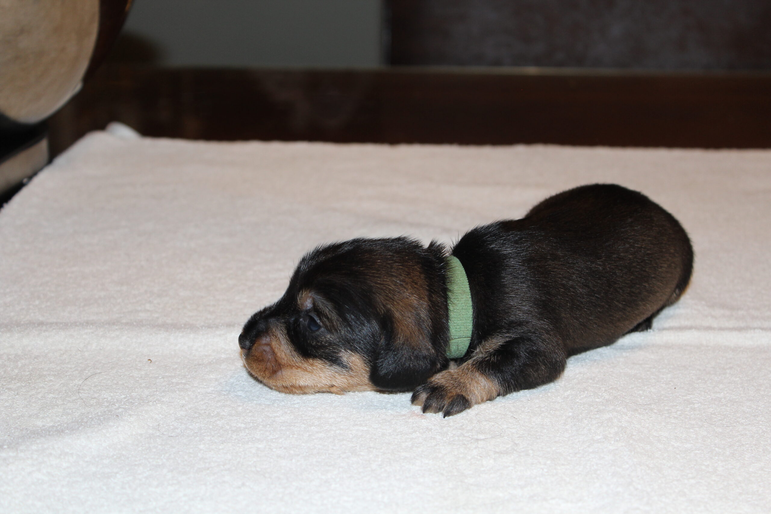 Mama Fleur en haar zestal na twee weken. - Mama Fleur is er maar druk mee. Het is een drukte van jewelste in de werpkist om de twee jongens en vier meisjes op hun wensen te bedienen. Fleur doet het met heel veel liefde. Na iedere voeding van mama worden de kleintjes zorgvuldig schoongelikt. Alle hoekjes en gaatjes worden nauwkeurig gereinigd, zodat iedereen duidelijk kan zien hoe mooi en schoon ze zijn. Het is genieten voor ons allemaal en de roedel staat regelmatig aandachtig te luisteren naar al die geluidjes die uit de werpkist...