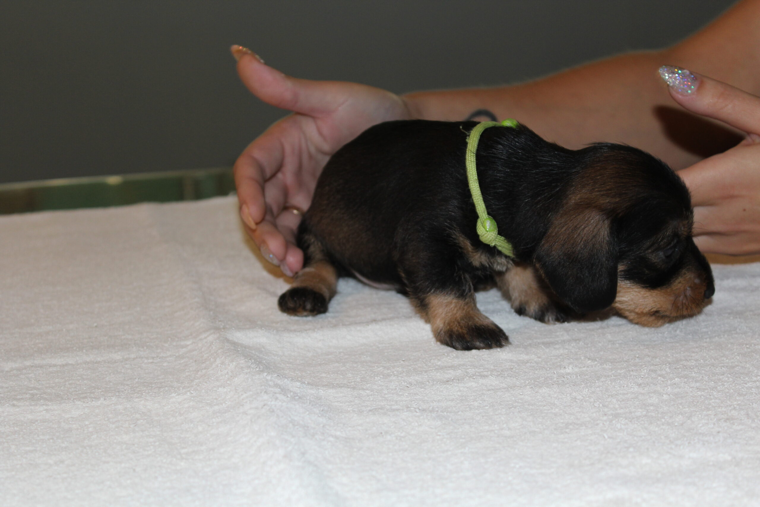 Pups Fleur inmiddels 4 weken. - Wat doen ze het weer goed en zo leuk om te zien dat de piepkleine ‘molletjes’ langzaam maar zeker aan het uitgroeien zijn naar een echt teckeltje.&nbsp; Mama Fleur zorgt er dan ook heel goed voor en gaat nu en dan even weg bij haar grut om de beentjes te strekken en zoals een echte Aan den Voorhoeve teckel betaamt even lekker op schoot liggen om over het buikje te worden gekieteld en te horen hoe goed moedertje ze is. Net zo als onze andere teckels is zij ook een echte knuffelkont. Niet erg,...