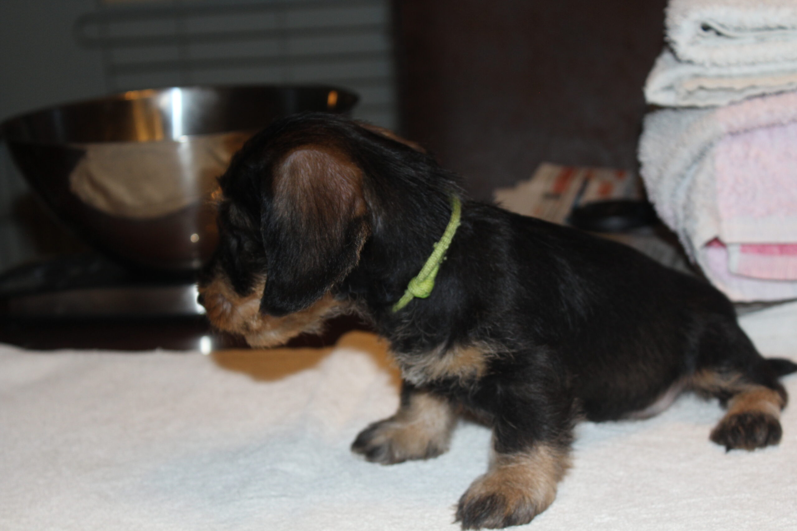 Pups Fleur inmiddels al 7 weken oud. - Iets later dan normaal weer een berichtje. We wilden alles wat moest gebeuren met de pupsels even meenemen in dit bericht. Het begon allereerst met het bezoek van de chipster van de Raad van Beheer. Zij kwam om de DNA af te nemen en de chip aan te brengen, daarbij vindt met enige regelmaat een controle plaats van de ruimte, waarin moeder en pups zich bevinden – denk hierbij aan werpkist en later de kamerkennel. Er wordt gekeken naar hygiëne, veiligheid en mogelijkheid voor de moeder wanneer ze...