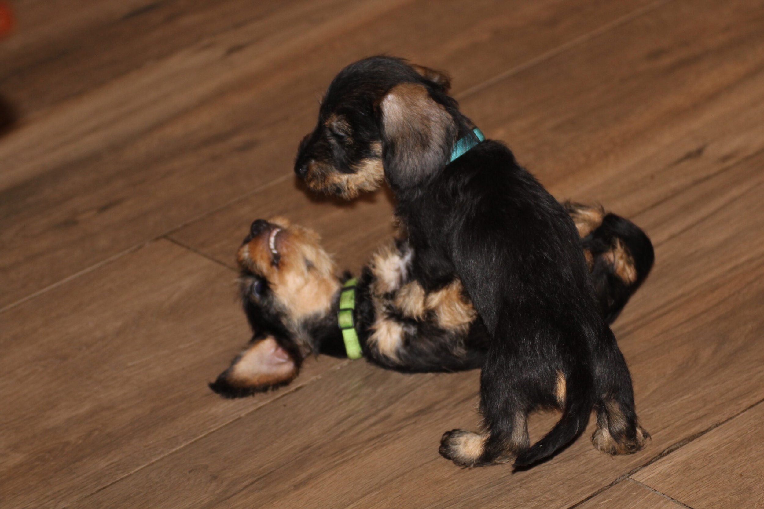 Dag lieve Kik, Waldi, Pippa, Fiep en Fien - Wat hebben we van jullie genoten en zoals reeds eerder gezegd: 'Voor altijd in onze Voorhoeve familie' en in ons hart. Wij wensen jullie voor de komende jaren heel veel plezier en woongenot toe bij jullie nieuwe baasjes . Wanneer jullie iets leuks meemaken, laat het dan even weten, zodat wij er ook nog een beetje van mee kunnen genieten. Hier volgen nog een aantal foto's van jullie laatste dagen samen met mama Fleur. Veel liefs van ons en mama Fleur, maar natuurlijk ook van jullie zusje...