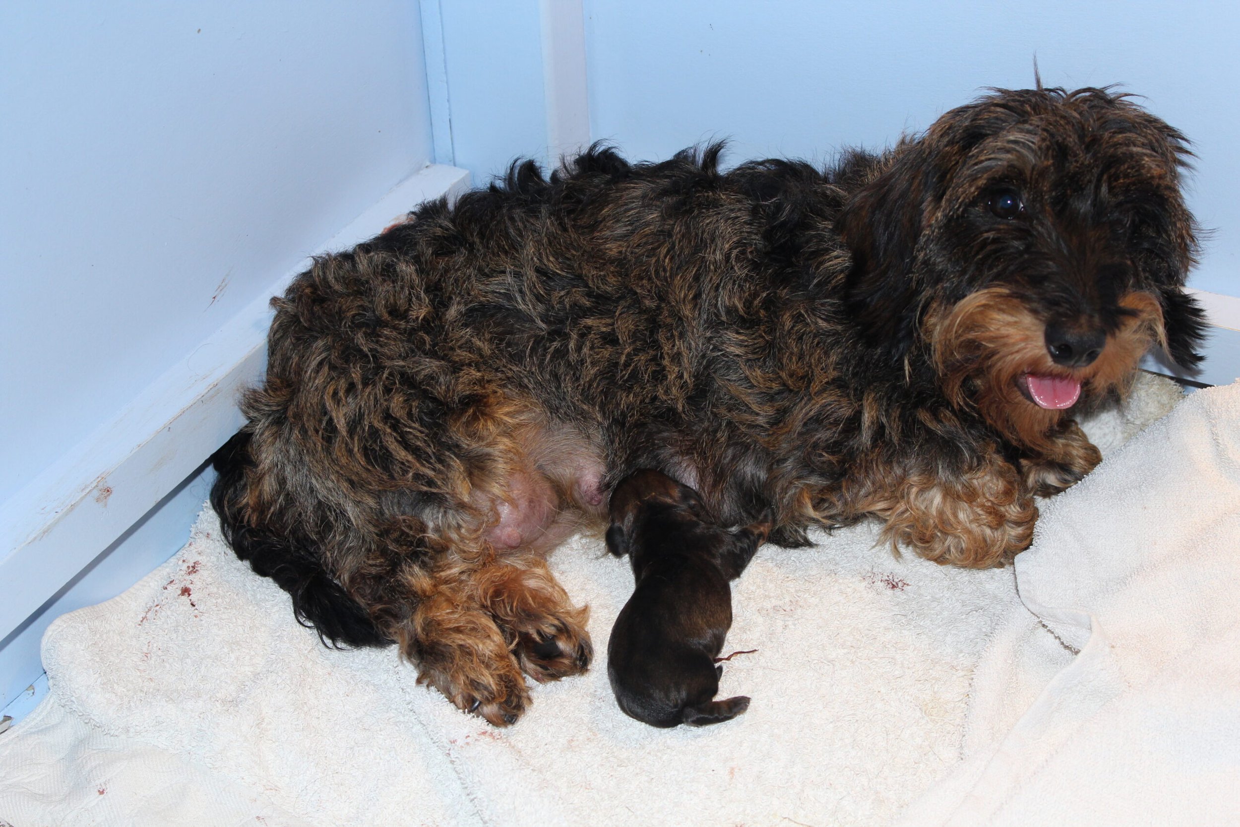 Twee geboortes bij Aan den Voorhoeve. - Op 15 september jl. beviel onze Jacha van een gezonde pup. aangezien het haar eerste nestje was, is een iet wat kleiner aantal pups niet vreemd. We hebben haar Luna genoemd. Voor Luna heeft zich inmiddels een baasje gemeld, die binnenkort voor de eerste bezichtiging ons komt bezoeken. Een foto van Luna en haar moeder vinden jullie hierna. Mama Jacha met de pas geboren Luna. Hier zie je Luna na twee weken. Op 6 oktober jl. was het de beurt voor onze Gentle. Haar derde nestje meldde zich aan en...