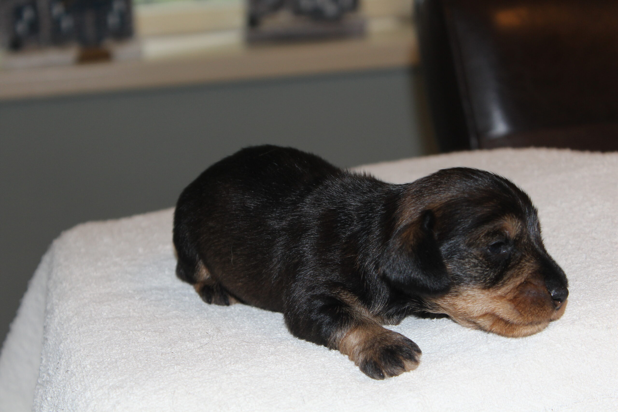 Pup Jacha 5 weken oud en pups Gentle 2 weken oud. - Het waren weer twee weken met gezellige drukte en ze houden ons heerlijk bezig de lieve, kleine rakkertjes. Luna de pup van Jacha doet het fantastisch. Ze eet intussen lekker mee met mama Jacha. En als mama Jacha bezig is met de ‘herinrichting’ van de werpkist, lees: het nauwkeurig in kleine reepjes scheuren van de krant, helpt dochterlief goed mee. Ja, jong geleerd, is oud gedaan, zullen we maar zeggen. Luna loopt inmiddels parmantig door de werpkist en wordt al een echt teckeltje. Met haar...