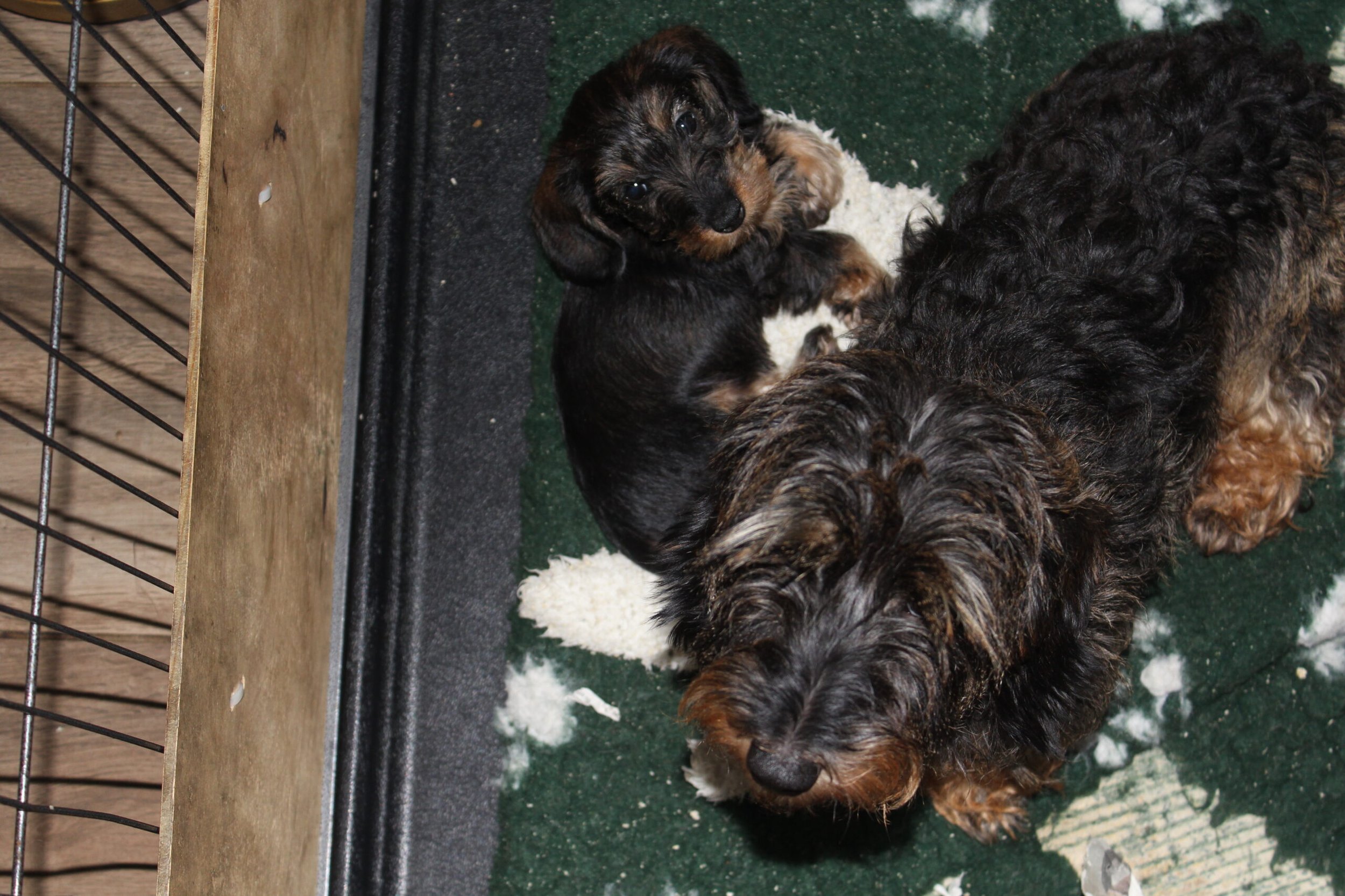 Pup Jacha 8 weken oud en pups Gentle 5 weken oud. - Nog een kleine week en Jacha zal ons gaan verlaten en zal haar gouden mandje krijgen bij al haar nieuwe baasjes. Zij hebben de afgelopen weken alles voorbereid voor de kleine meid. Jacha ontwikkelt zich goed en zit vreselijk graag op schoot om geknuffeld te worden. Al onze honden uit de roedel zijn maar druk met haar. Met name Juliette en Noëlle vinden haar maar wat interessant. Het kleine meisje is zo als een echte teckel betaamt; heerlijk nieuwsgierig en geniet van alle aandacht. Een echt...