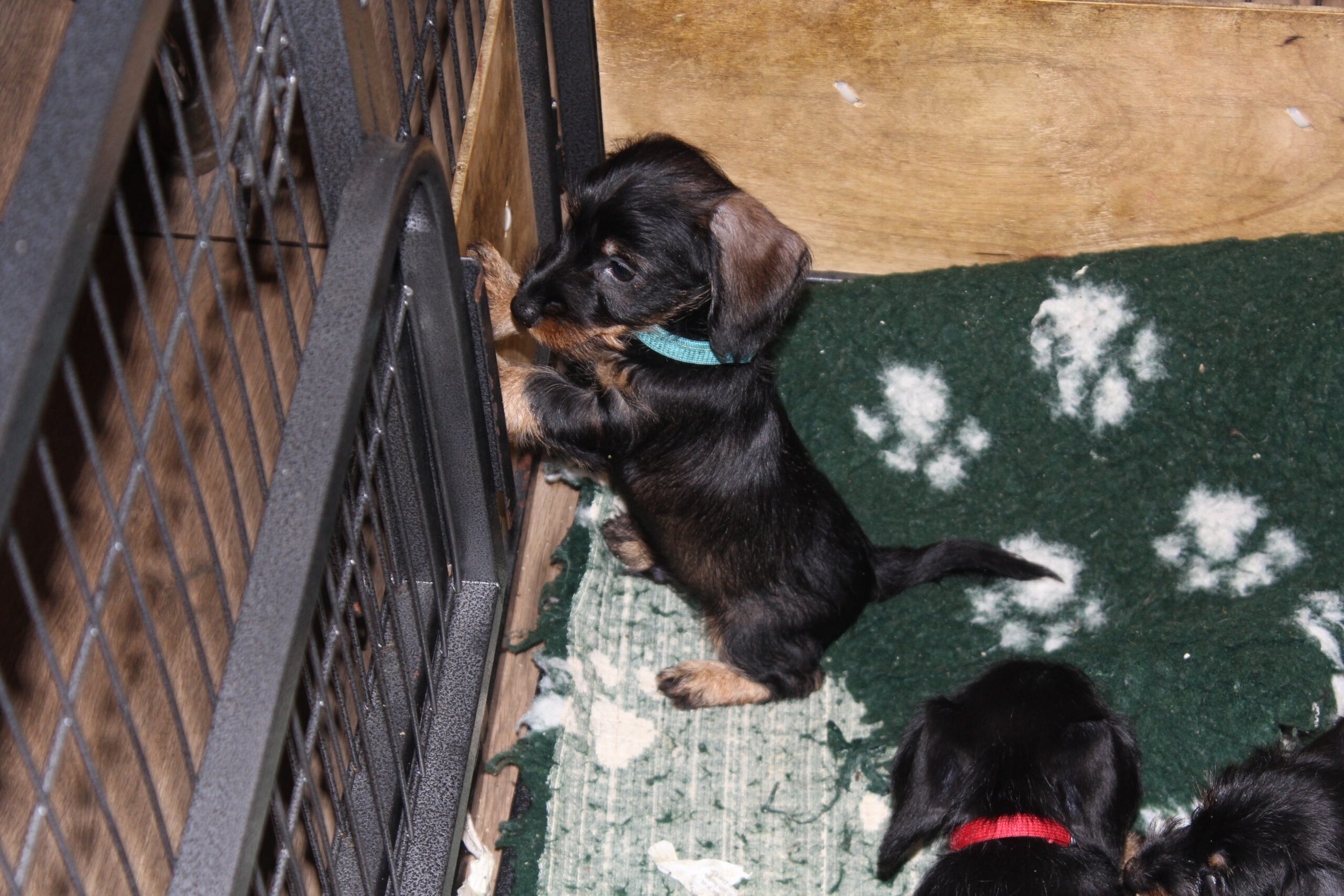 Pups Gentle inmiddels 8 weken oud. - Nu ik dit schrijf is alles heerlijk aan het slapen. Een half uurtje geleden begonnen de rakkertjes al flink te gapen. Vanmorgen meldden ze zich op de gebruikelijke tijd rond 8 uur. En dan is het etenstijd, maar eerst mama voor wat melk anders zijn ze overstuur. Na alle aandacht van mama en vervolgens van Bert; de Carnibest, Worden ze na nog even flink te hebben gespeeld echt moe en doet Moeder Natuur de rest. Nu zijn ze heerlijk in dromenland en dromen volgens mij van alles wat komen gaat....