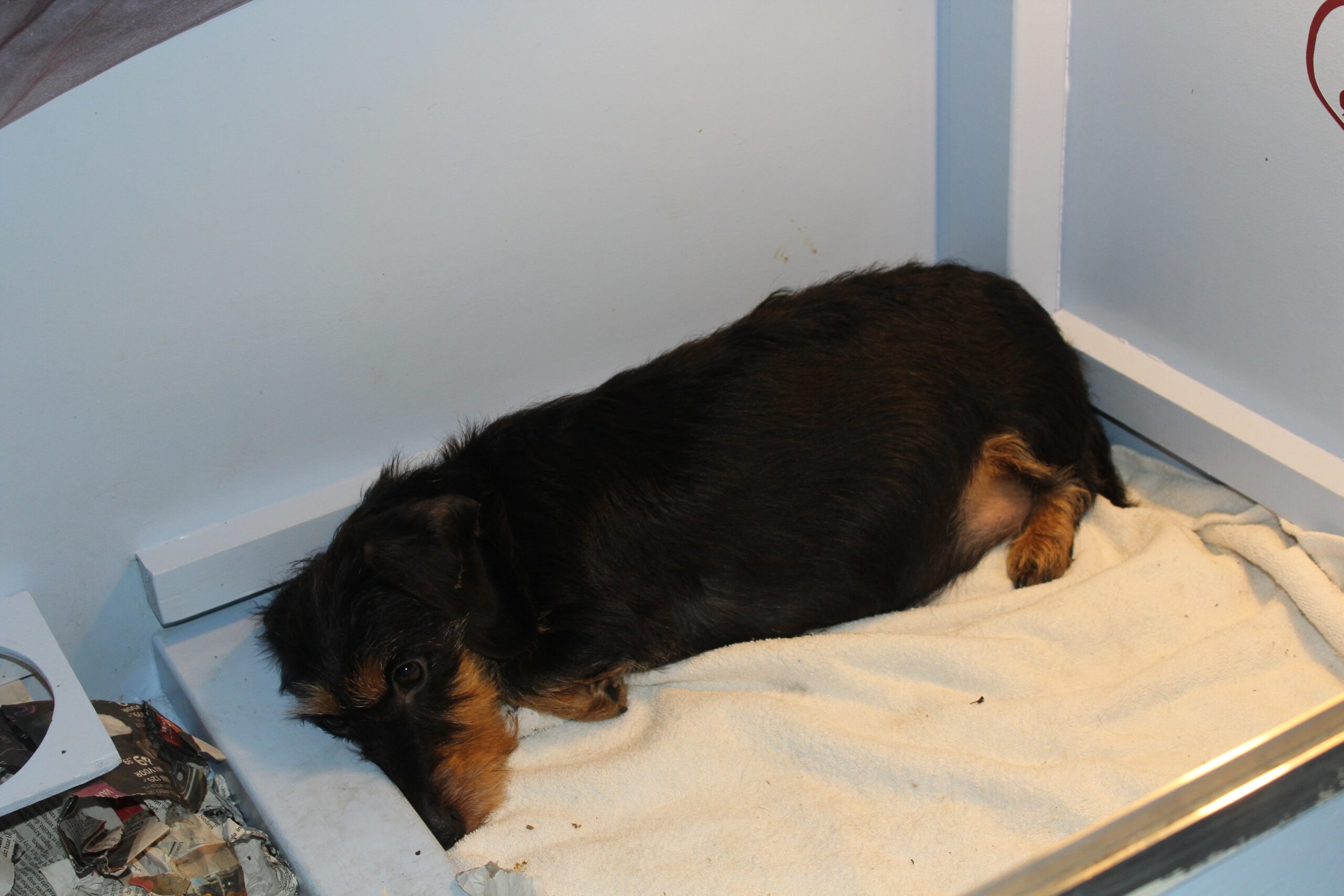 Pups 3e nest van Julia 2 weken oud. - Ik verval regelmatig in herhaling wanneer ik weer mag schrijven hoe goed de pups het doen. De pups van Julia zijn op 7 januari jl. geboren en doen het geweldig. Ze groeien als kool en hier en daar is al een oogje open. Nog even en de oortjes zullen volgen. Dan begint voor de lieverds het grote ontdekken en kunnen Bert en ik de dagelijkse ontwikkelingen en voortuitgang nog beter zien. De afgelopen twee weken zijn ze nog rustig en bezig met ‘het aarden’ na 9 weken bij mama in de baarmoeder te...