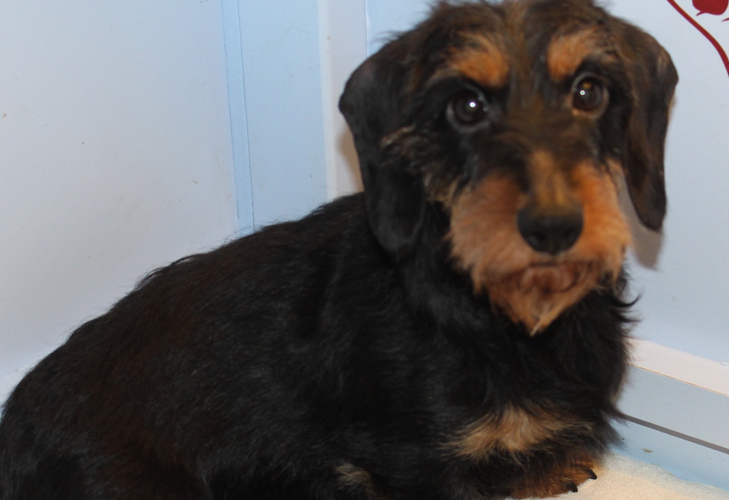 Afscheid van onze lieve Sophie.