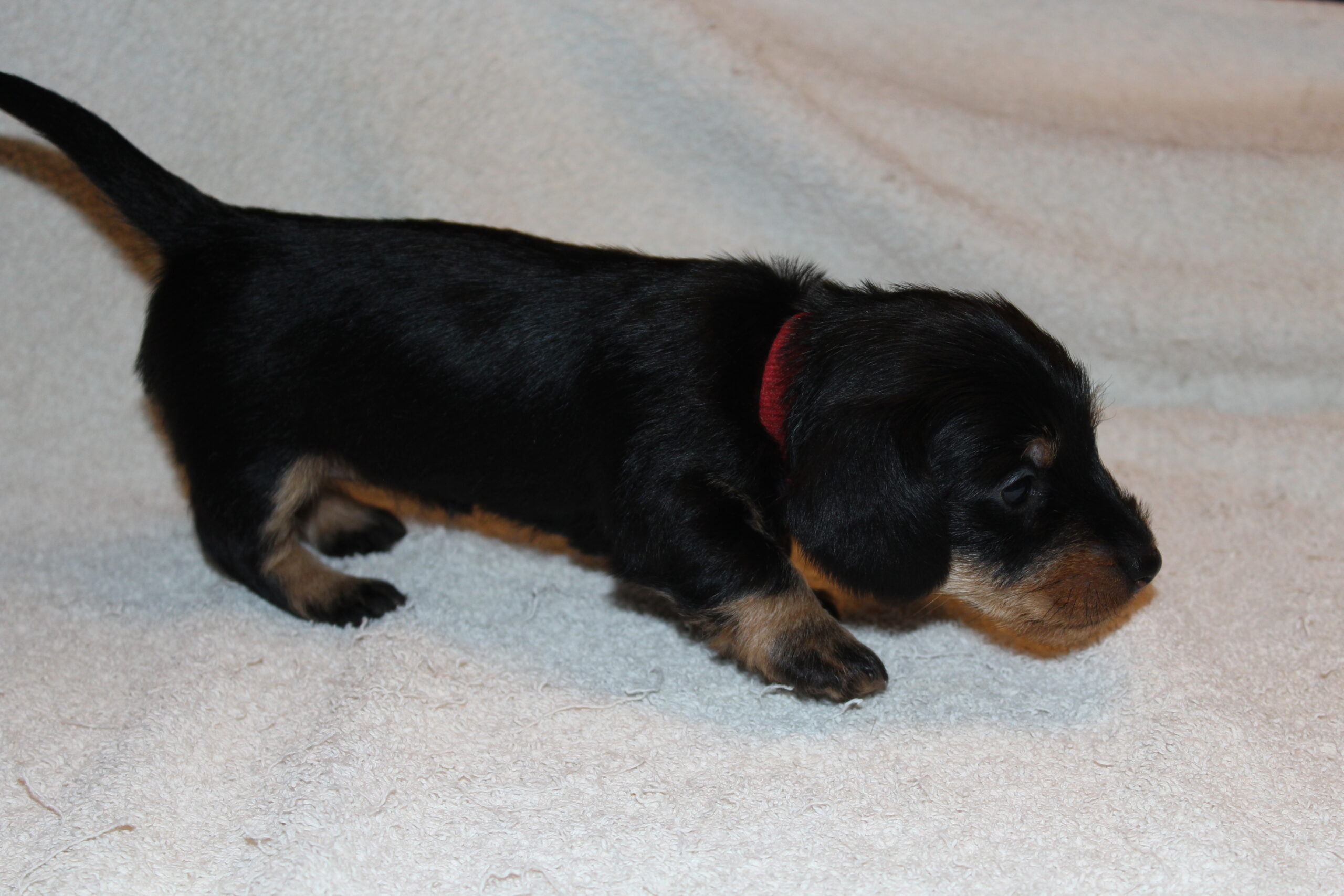 Pups Julia 4 weken oud. - Als je het groeien van de pups zou kunnen horen dan werd het best wel lawaaierig in onze woonkamer. Ze groeien als kool en doen het volgens het boekje. Inmiddels lopen ze en spelen de pups volop met elkaar. Nog even dan begint mama Julia af te bouwen met de borstvoeding. De kleintjes zullen de Carnibest en de brokjes dan hebben ontdekt. Ook leren ze dan van mama dat ze hun nest niet mogen bevuilen en dat ze gebruik dienen te maken van de krant voor in de werpkist. Het is zo mooi om te zien hoe...