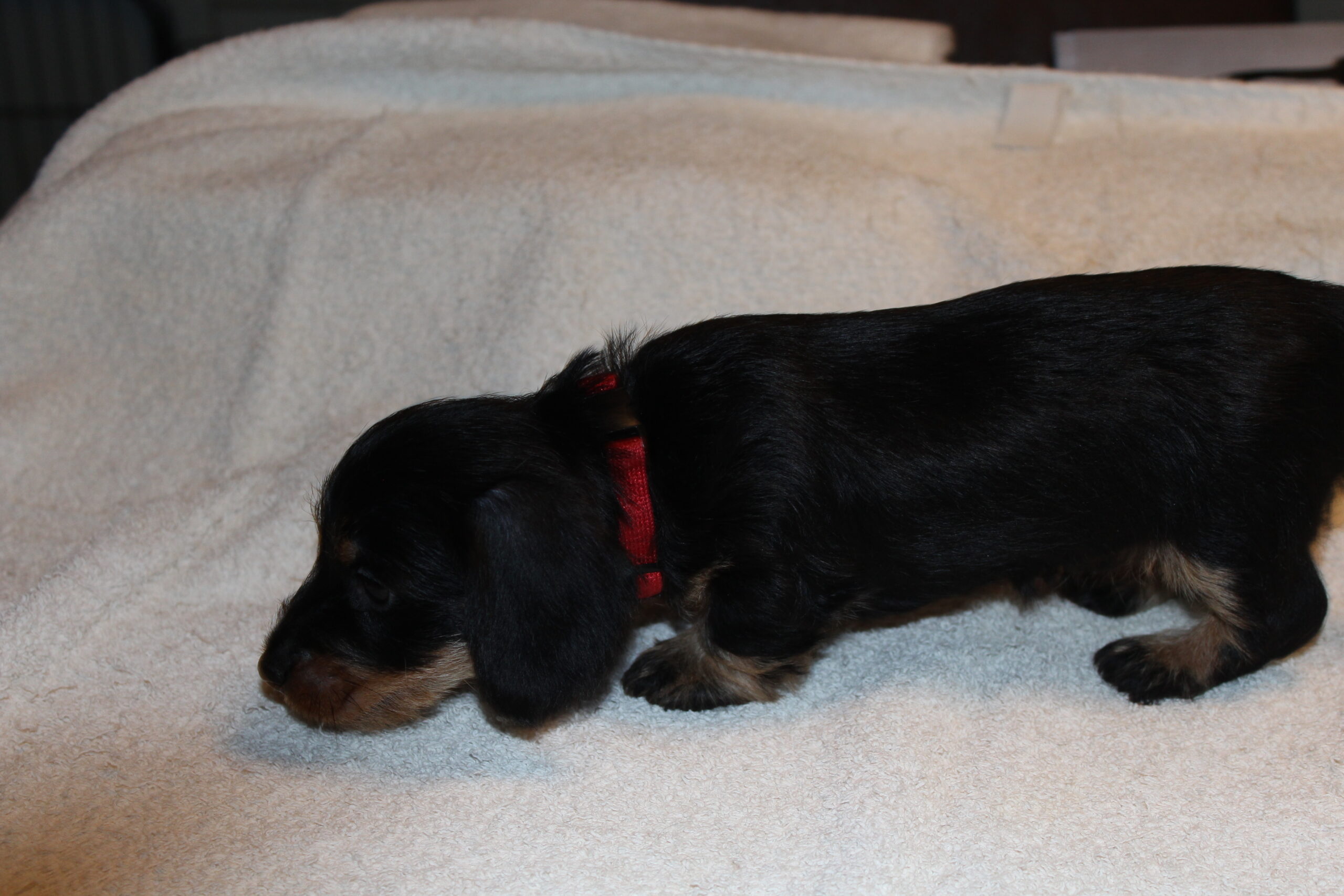 Pups Julia 6 weken oud. - De tijd vliegt. Alweer zes weken en ze houden mama en ons goed bezig. ’s Morgens rond zeven uur worden we al ‘zachtjes’ geroepen door de kleintjes. Tussendoor stoeien ze heerlijk met elkaar en dan kunnen we volop genieten via de babyfoon. Ook de roedel is toe aan het ontbijt. Dus lekker omdraaien is er niet bij. Is dat erg? Nee hoor, hier doen we het voor. Iedere ochtend worden verwelkomd door een aantal vrolijke en hongerige pups is altijd weer fijn. Heerlijk genieten van de Carnibest en...