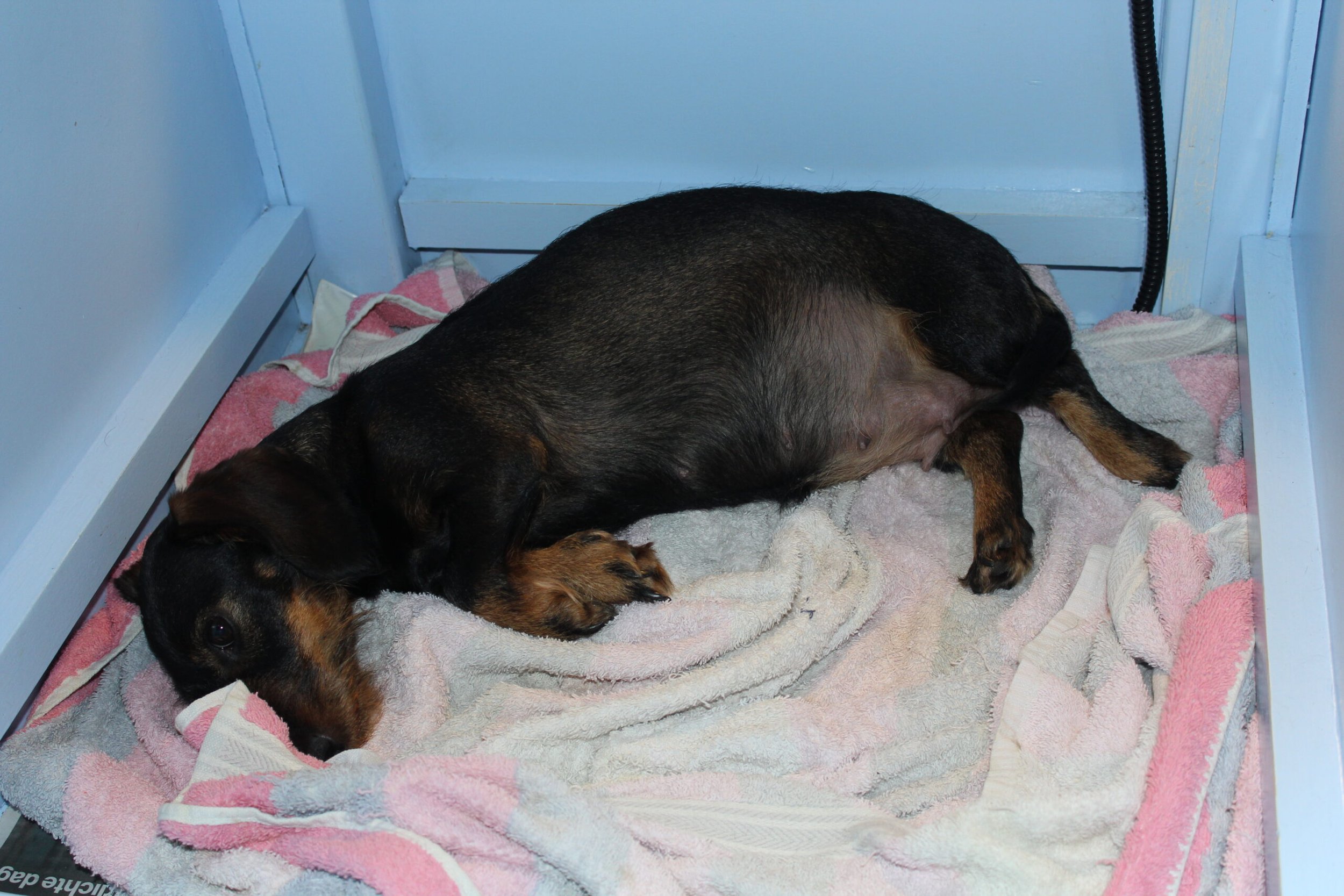 Onze (Wonderful) Angel is bevallen van haar eerste pups. - In de nacht van woensdag 13 maart op donderdag 14 maart is onze Wonderful Angel, roepnaam Angel, bevallen van 5 prachtige, gezonde pups. Een teef en vier reuen. Het was een bevalling uit een boekje. Een lange intense nacht voor Bert en een voorbeeldige Angel. Rustig als ze is, bracht ze haar vijftal keurig op de wereld. Aansluitend werden ze liefdevol door Angel schoongelikt en met hulp van Bert werd snel de ‘melkbar’ door de kleintjes ontdekt en dronken ze met volle teugen hun buikjes...