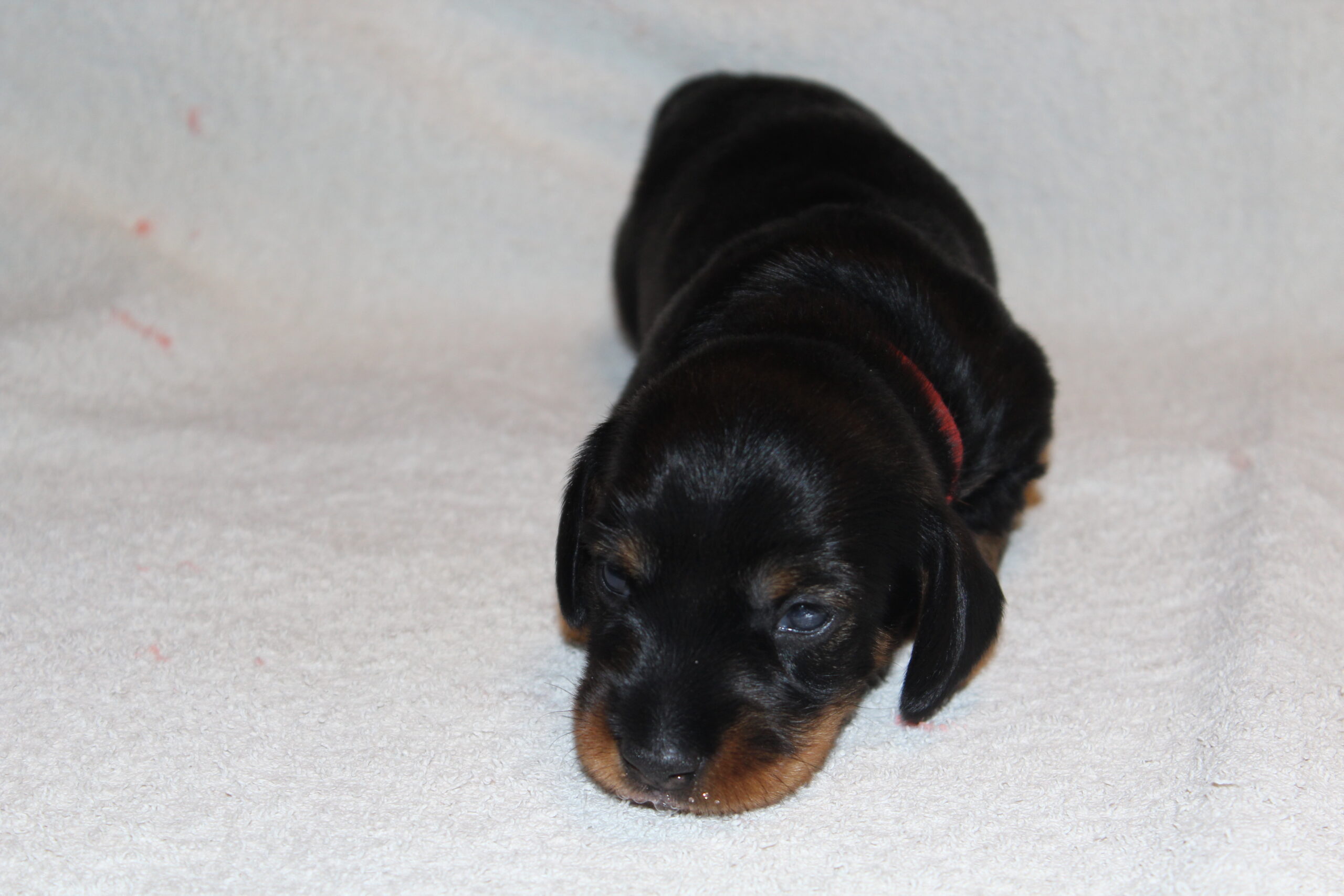 Pups Angel 2 weken oud. - Wat doen ze het goed. Mama Angel is zo trots op haar kleintjes. Ze is ook erg proper. De kleintjes worden regelmatig keurig schoon gelikt. Daarna kijkt ze ons afwachtend aan en hoort graag onze complimentjes hoe goed ze het doet en dat ze zulke mooie pupjes heeft. Vrolijk kwispelend neemt ze onze complimentjes dan ook in ontvangst. Het is dan ook nog wel wat voor een jong teefje. Zo speel je nog lekker met alle teefjes - oud en jong – en zo ben je moeder van een vijftal wat je mag verzorgen....