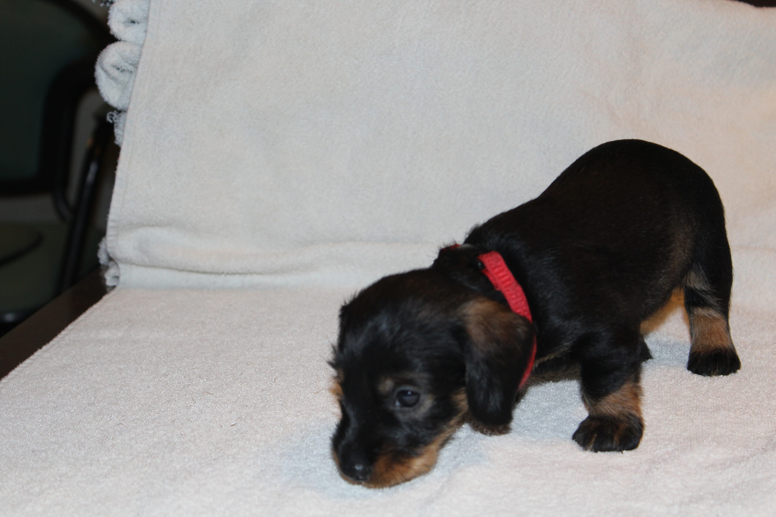 Pups Angel 4 weken oud. - Wat groeien ze weer hard, zo zijn het nog kleine 'molletjes' en inmiddels zijn het alweer kleine teckeltjes. De teckelstreekjes worden zo langzamerhand al duidelijk. Pienter als ze zijn kijken ze er nu al naar uit wat ze kunnen uithalen. Zo ontdekte één van de vijf dat puppybrokjes best naast de moedermelk pasten in het menu en dat dit ook wel erg lekker was. M.a.w. je kunt dus van twee walletjes eten. Alleen blijft natuurlijk de vraag: "Hoe krijg ik er in korte tijd zo veel mogelijk?" Wat doe...