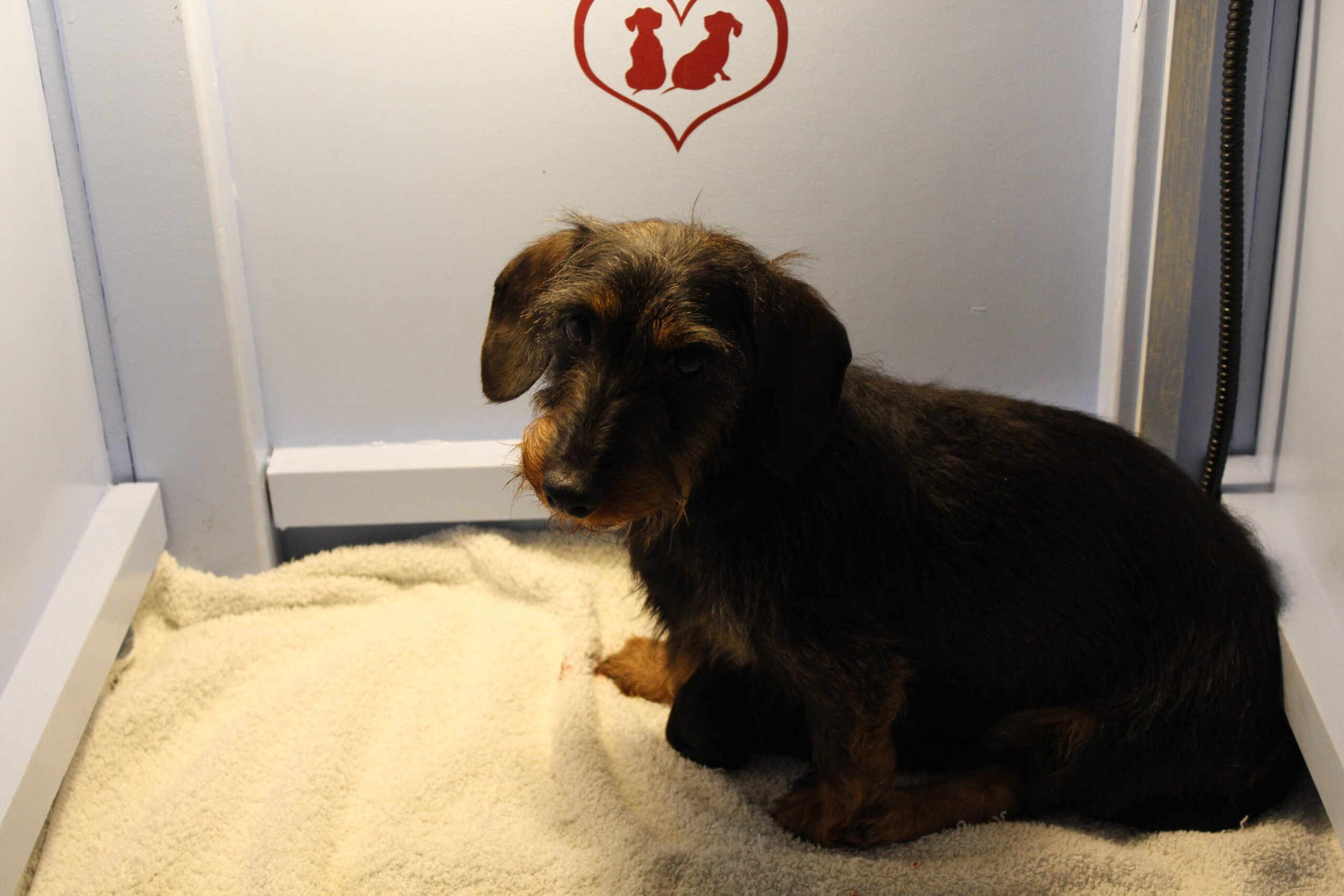 Het eerste nestje van Juliëtte geboren. - Op 24 april jl. heeft onze lieve Juliëtte haar eerste nestje, zijnde 1 reutje en 2 teefjes, op de wereld gezet. De bevalling is goed verlopen en wat is ze trots op haar kleintjes. Ze koestert ze en voedt en poetst ze alsof ze het al jaren heeft gedaan. Zo mooi om te zien dat ze als een professional voor haar pups zorgt. Iedere keer dat Bert een van haar pups even uit de werpkist haalt voor bijvoorbeeld een weegbeurt volgt ze nauwlettend iedere beweging, die hij maakt. Wanneer het kleintje weer...