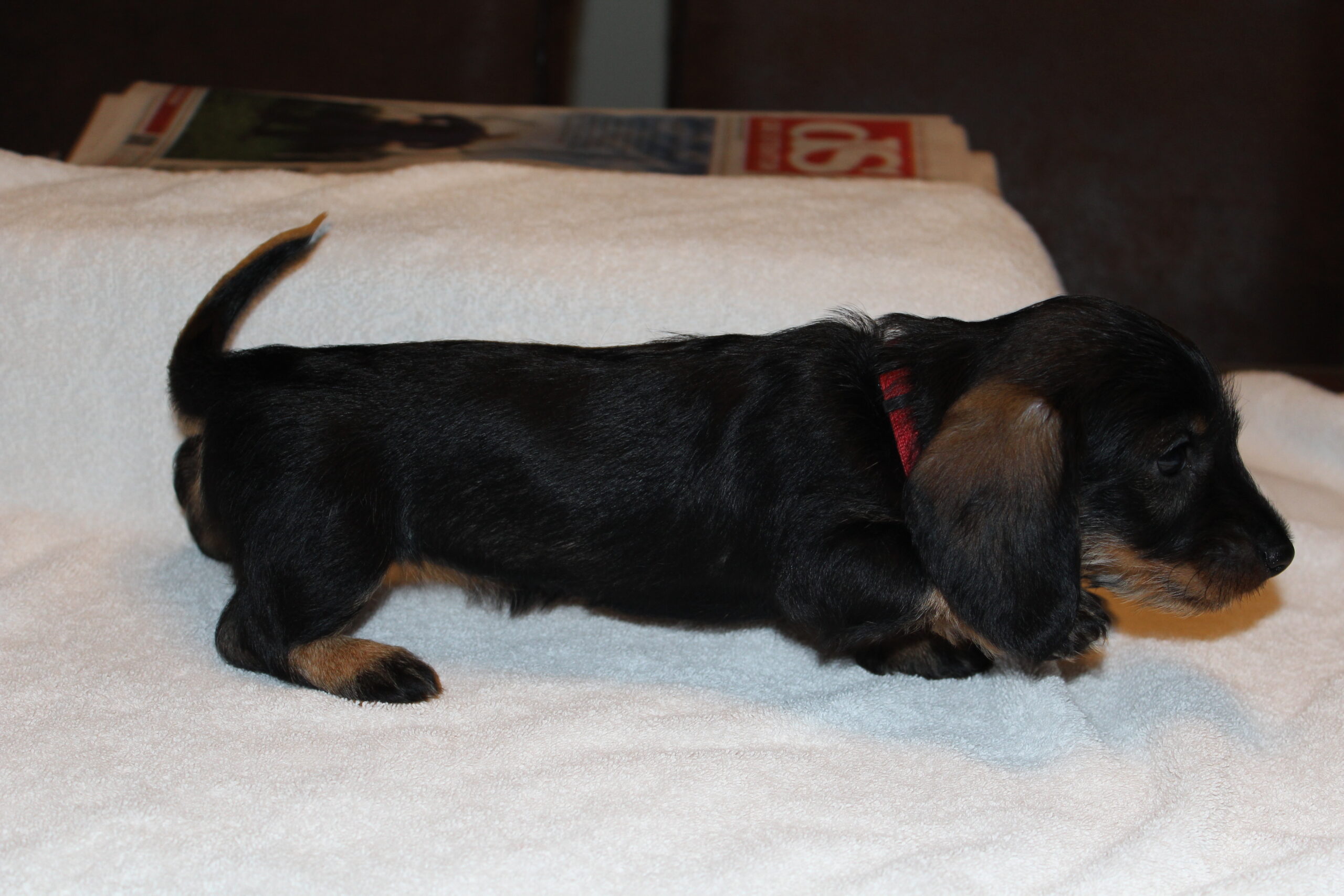 Pups Angel 6 weken oud. - Wat een heerlijk nestje. Alles verloopt geweldig. Ze ravotten inmiddels in de kamerkennel en dat is niet altijd even geluidloos. De tandjes worden regelmatig even in een oor dan wel in een staartje of pootje gezet. Even een kreetje en het is al weer over. Lekkere boefjes zijn het, die echt wel aan elkaar gehecht zijn en zich dan ook goed met elkaar vermaken. Moeder Angel zoekt af en toe wat rust op één van de hondenkussens in onze woonkamer. Bert wordt regelmatig door haar gevolgd. Zonder de...