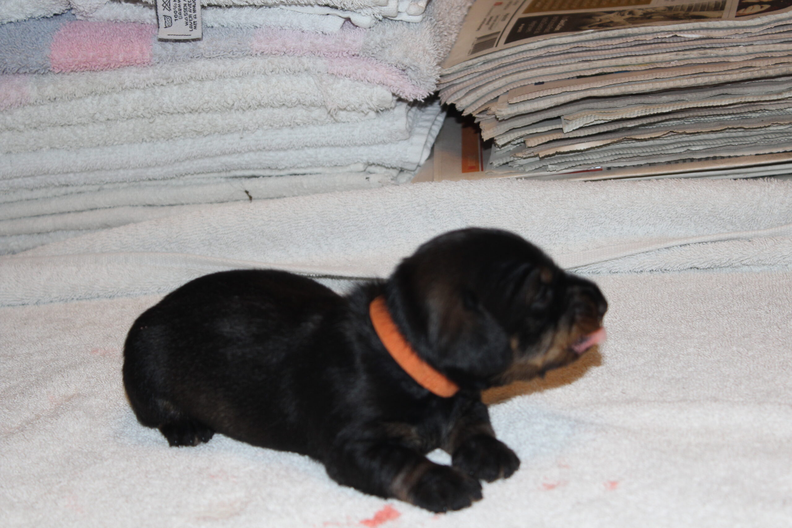 Pups Juliette 2 weken oud. - Ze groeien goed en hebben inmiddels de oogjes en de oortjes open. Het reutje heeft dankzij de bijvoeding de opgaande groeilijn ook te pakken. Het is een levendig ventje en heeft zich werkelijk voorgenomen goed te groeien en dat bewijst hij net zoals zijn twee zusjes dagelijks. Mama Juliette is een trotse jonge mama en koestert haar drietal met alle liefde, die zich in haar heeft. De meisjes krijgen over twee weken bezoek van mogelijk toekomstige baasjes. Zoals het er nu uitziet, blijft Bertje...