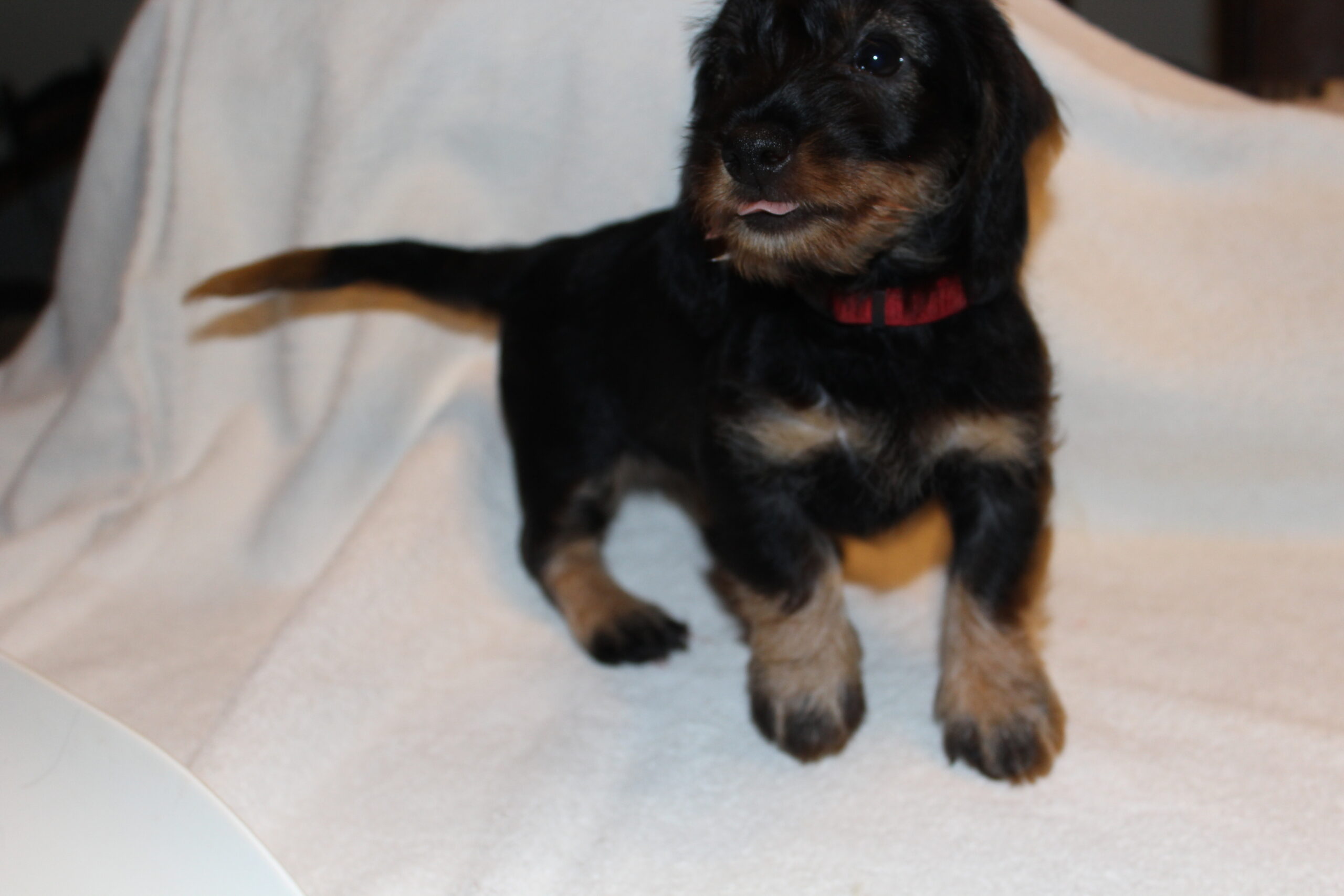 Pups van Angel maken zich gereed om uit te vliegen. - Zo, het laatste bericht over de pups van onze Angel. Deze kleine rakkers gedragen zich als echte nieuwsgierige teckels. Veel ravotten en met elkaar spelen. En ja dat gaat ook wel eens harthandig zodat ik even moet gaan kijken wat er aan de hand is wanneer er een afgrijselijke kreet uit de kamerkennel komt. Gelukkig gaat alles goed en zijn de oortjes, staart en pootjes nog in goede doen. Maar ja met die scherpe kleine tandjes wordt er flink gebeten. Daarnaast is een favoriete bezigheid: krant...