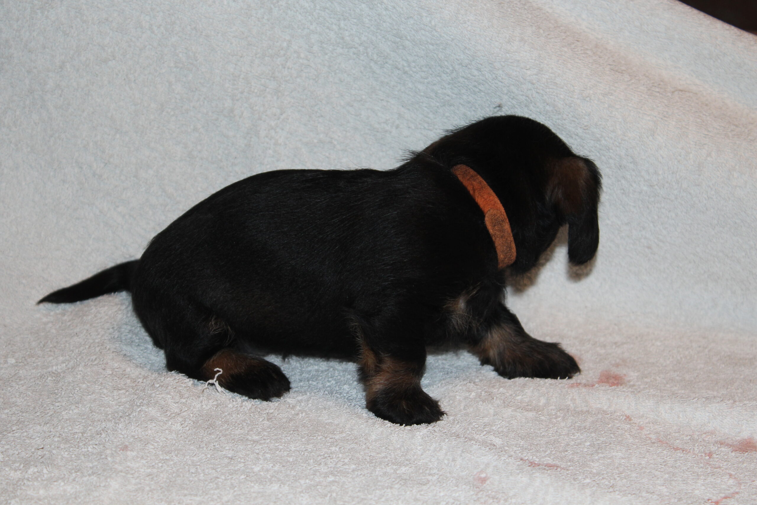 Pups Juliëtte 4 weken oud. - Voordat we het weten zijn de pups al weer 4 weken oud. Ze doen het geweldig en wat zijn we trots op mama Juliëtte, die het zo goed doet met haar pups. Het is haar eerste nestje, maar het is of ze het al jaren heeft gedaan. Afgelopen zaterdag heeft het eerste puppybezoek plaatsgevonden. Zij hadden de eerste keuze uit de teefjes en konden bijna geen keuze maken. Eerst maar even wat drinken en nog maar eens kijken en daarop viel de uiteindelijke keuze op het teefje met het groene bandje, die...