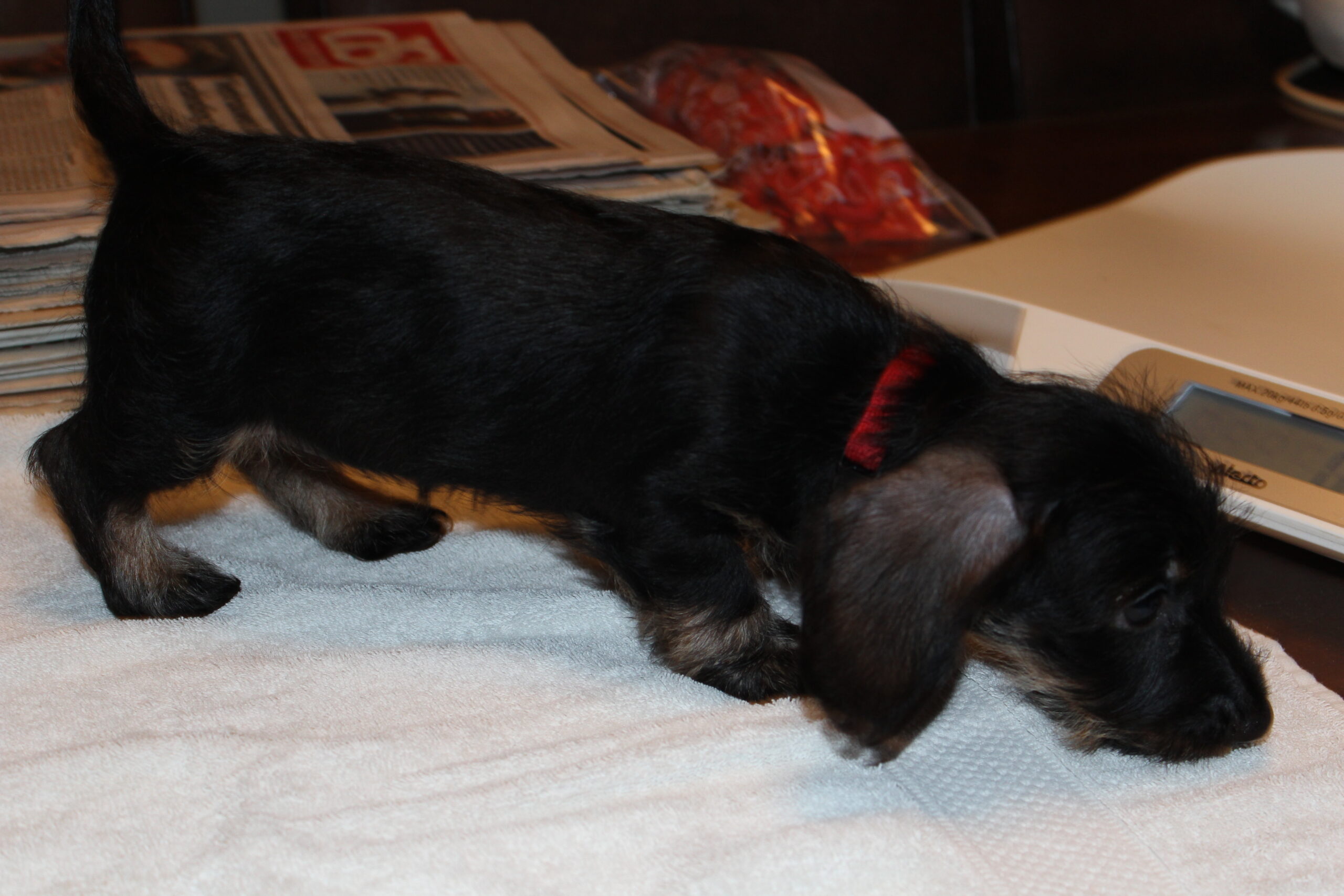 Pups Juliette 8 weken oud. - Het gaat nu wel erg snel. Nog een kleine week en dan zullen Teddy en Nijn ons gaan verlaten, maar we zijn wederom erg blij met de nieuwe baasjes. We weten zeker dat ze alle liefde en aandacht krijgen, die ze verdienen. Alle voorbereidingen zijn al in volle gang. Ja, er komt een nieuw gezinslid, die de nodige tijd, aandacht en opvoeding behoeft, maar dat zal zich zeker gaan lonen. Het is een prachtig en levendig trio, want vergeet onze Bertje Lodewijk ook niet. Heerlijk stoeien en op zijn tijd...