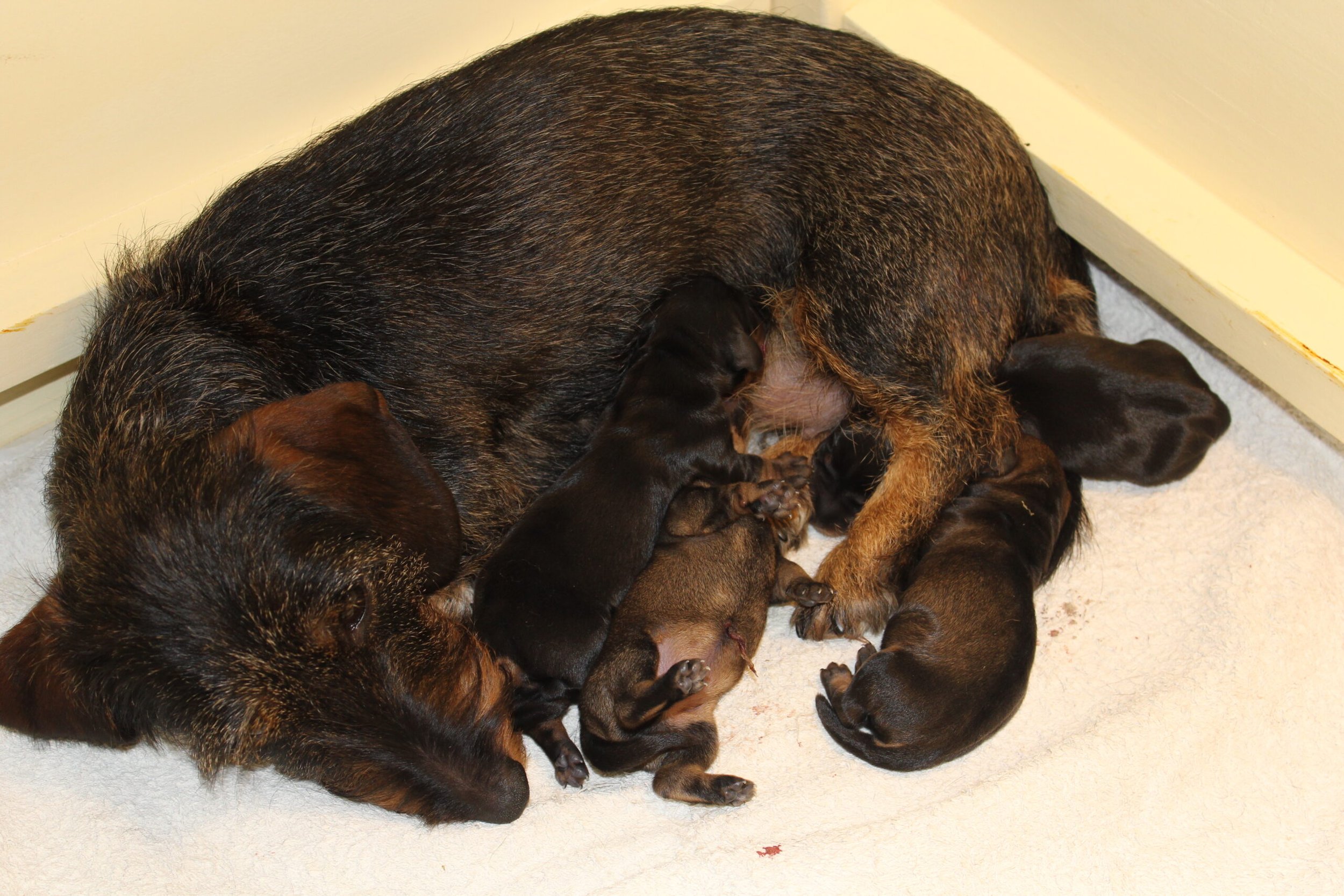 Het eerste nestje van onze Starlet Noëlle ziet het levenslicht. - Dinsdag vroeg in de ochtend zo rond 4 uur liet onze Noëlle weten dat er iets op komst wat. Haar kreun liet niets te raden over en Bert ging direct naar de werpkist. Ja hoor, er diende zich al een pup aan. Rustig als zowel Bert als Noëlle zijn, verliep het proces volkomen volgens het boekje. Na de nodige persweeën kwam nummer 1 ter wereld. Na een eerste controle van Bert of alles er op en aan zat en of het verhemelte dicht was, werd de nog natte pup met haar moeder verenigd. Er werd...