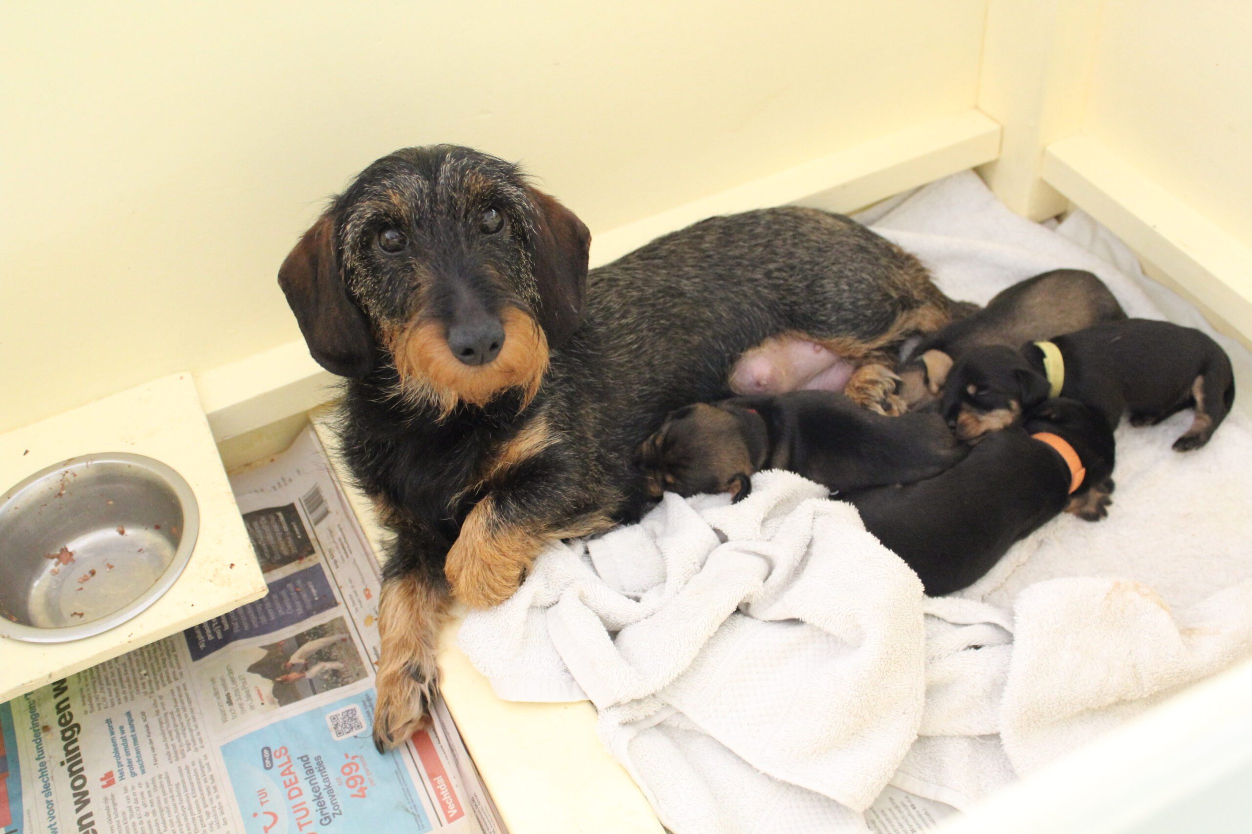 Pups Noëlle inmiddels meer dan twee weken oud. - Het gaat alweer zo snel en ze doen het geweldig. Al vaker heb ik geschreven dat als je het groeien zou kunnen horen het hier vrij lawaaiig zou zijn. De oogjes gingen ook open. Bij sommige een voor een, maar er zijn natuurlijk ook, die dat getreuzel niet zien zitten en dan ook maar allebei tegelijkertijd open. Zo lief om dan die enigszins verdwaasde blik te zien. Maar wij als mens kunnen ons dat niet voorstellen om zo vanuit het donker opeens licht te zien. Gelukkig volgt het openen van de...
