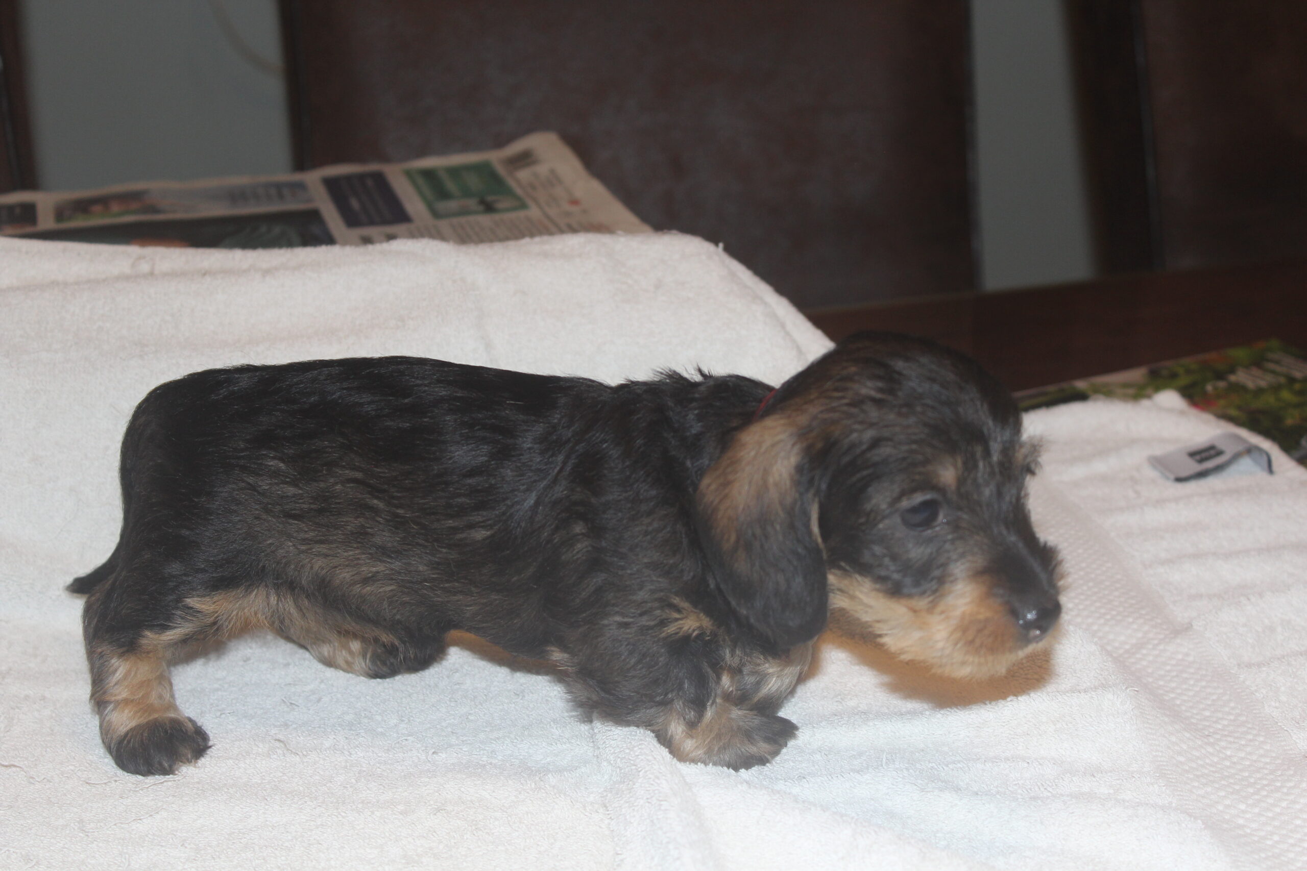 Pups Noelle zes weken oud. - Wat een week voor de pups en wat viel er weer wat nieuws te beleven. In het midden van de week kwam de chipster. Mama Noëlle liet haar wel even weten dat het haar pups waren. De chipster vond haar een zorgzaam moedertje en wat Noëlle dacht, is te raden. Het zijn mijn kleintjes en je gaat er voorzichtig mee om en denk daaraan. Om te voorkomen dat het te onrustig verliep even Noëlle bij mij gehouden en met een lekker hondensnoepje was het leed snel geleden. De chipster vond het prachtig,...