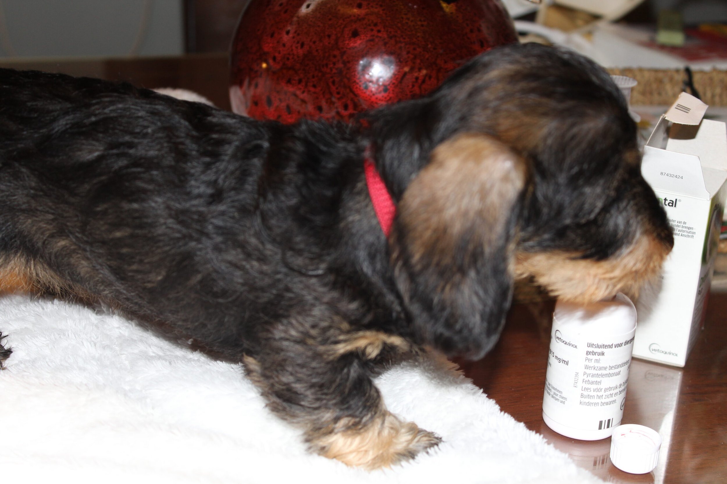 Pups Noëlle klaar voor vertrek naar de nieuwe baasjes. - Terwijl ik dit schrijf zijn&nbsp; Molly, Flor, Pip en Winter na een luidruchtige speelmiddag heerlijk tegen elkaar aangekropen en klaar voor een dutje. Wat genieten ze van elkaar en alle aandacht van de roedel, die regelmatig even komen kijken naar de pups. Over en weer worden er kusjes gegeven. Nou, de kleintjes kunnen het ook al aardig. Ook de staartjes maken overuren. Bert en ik genieten wederom volop van dit fijne nest. Zo tevreden hoe alles is verlopen en dat maakt het afscheid altijd...