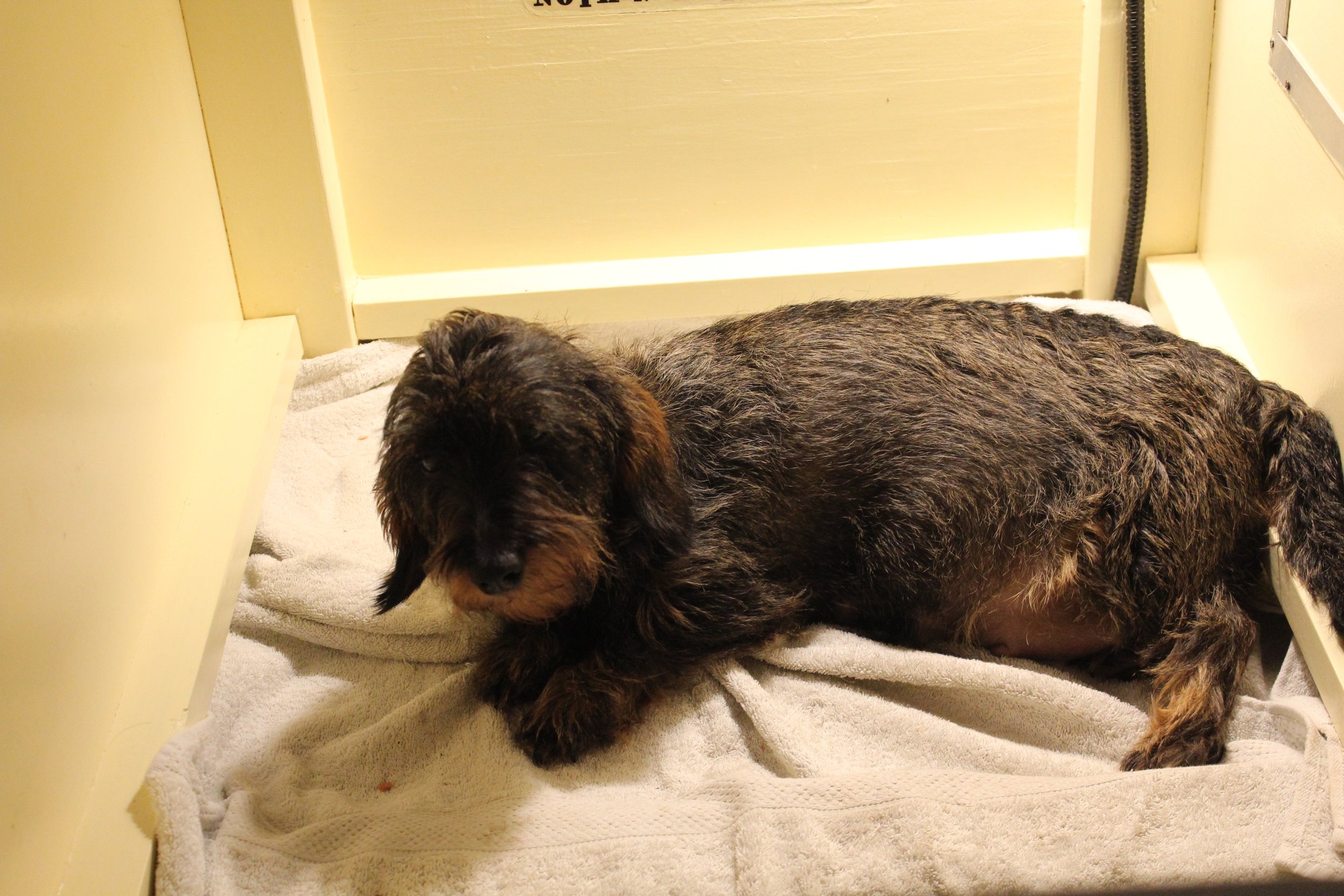 Het laatste nestje van onze Fleur is geboren.