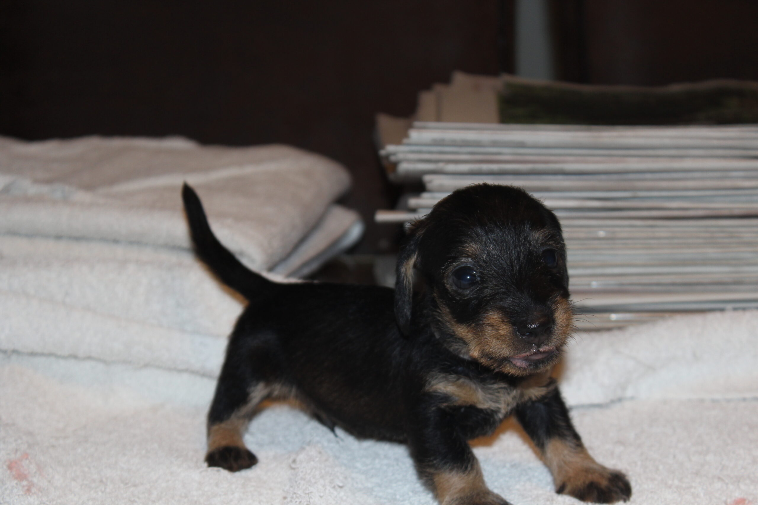 Pups Fleur al weer vier weken oud.