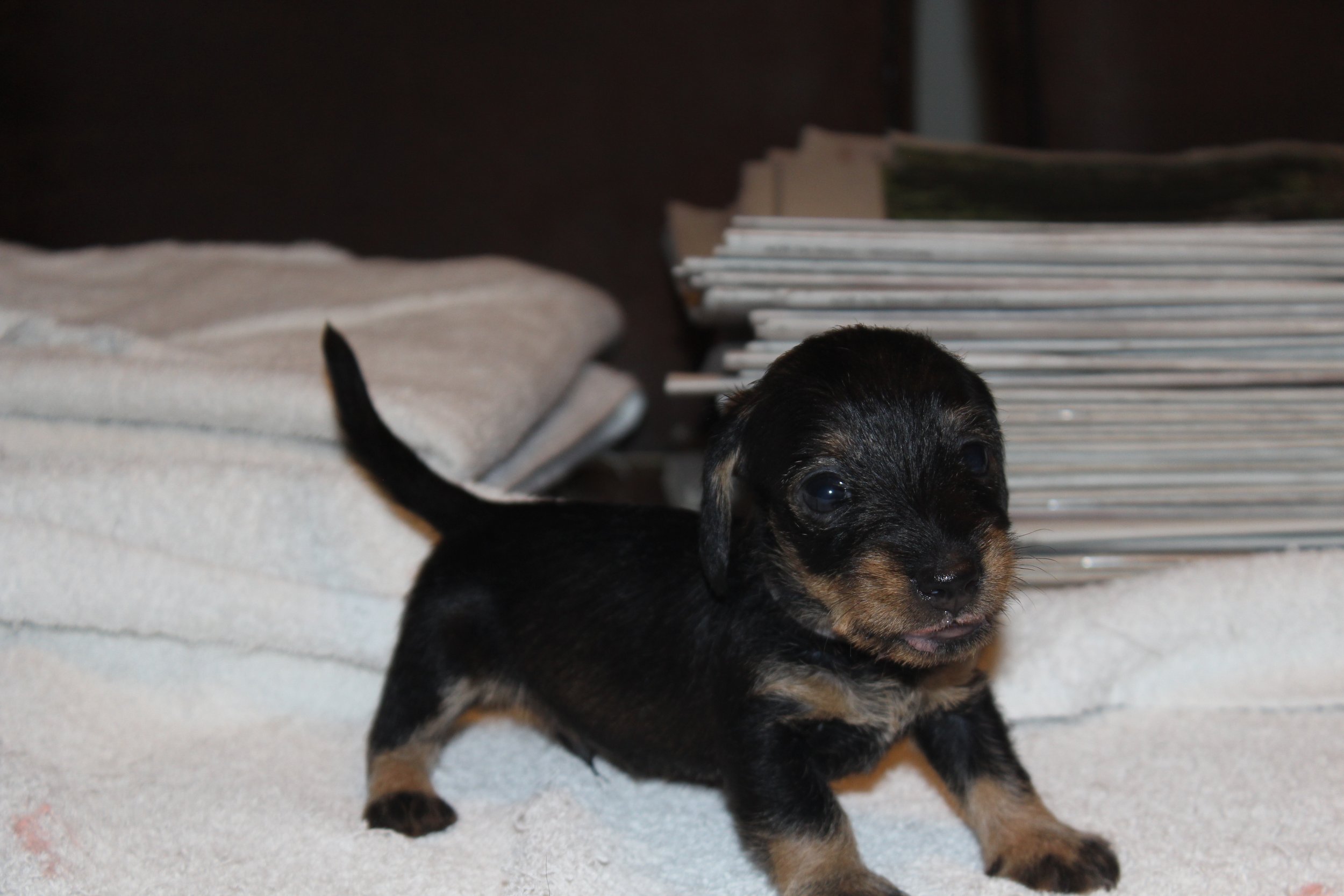 Pups Fleur al weer vier weken oud.