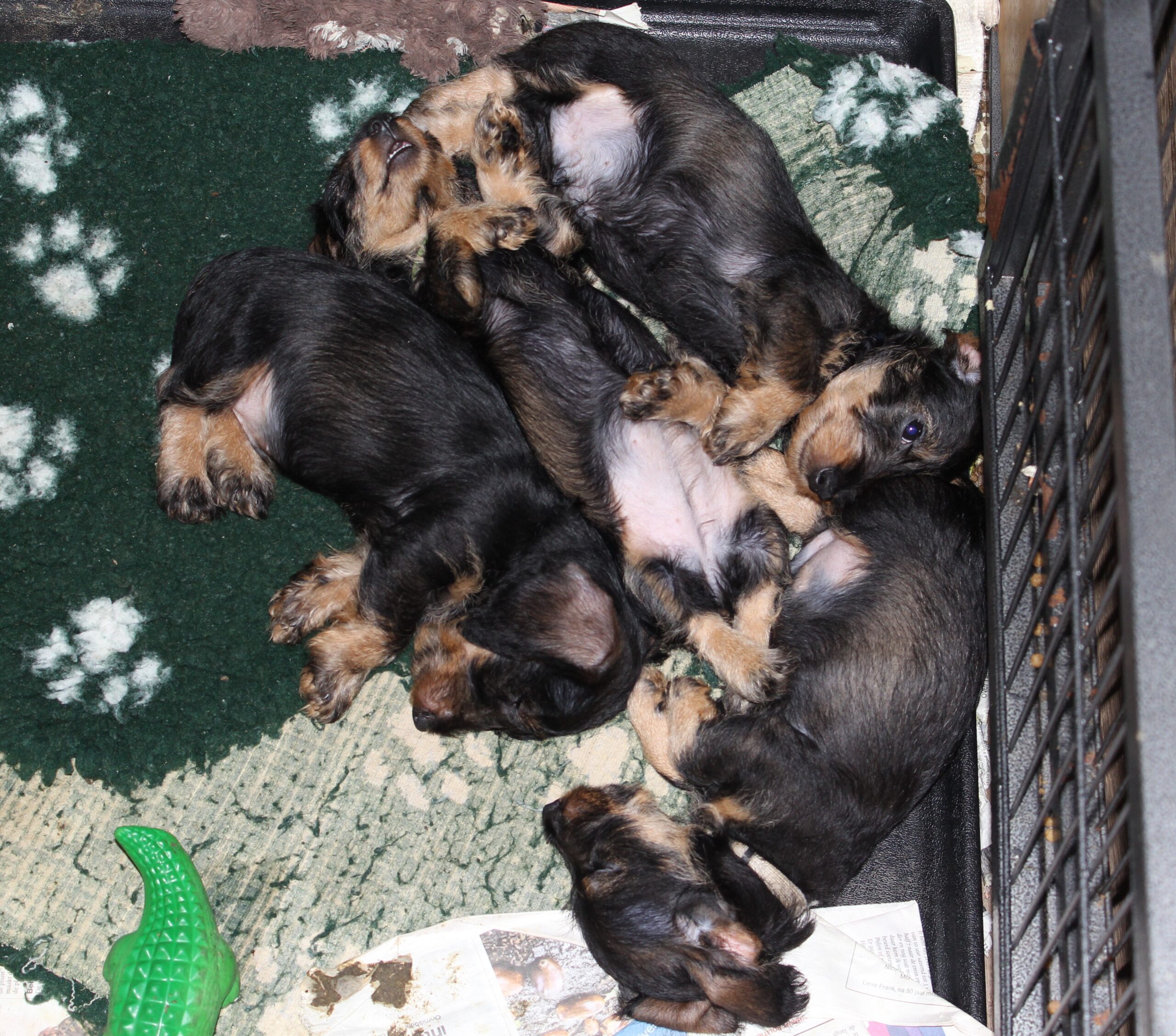 Pups Fleur bijna 9 weken en bijna klaar voor vertrek naar de nieuwe baasjes.