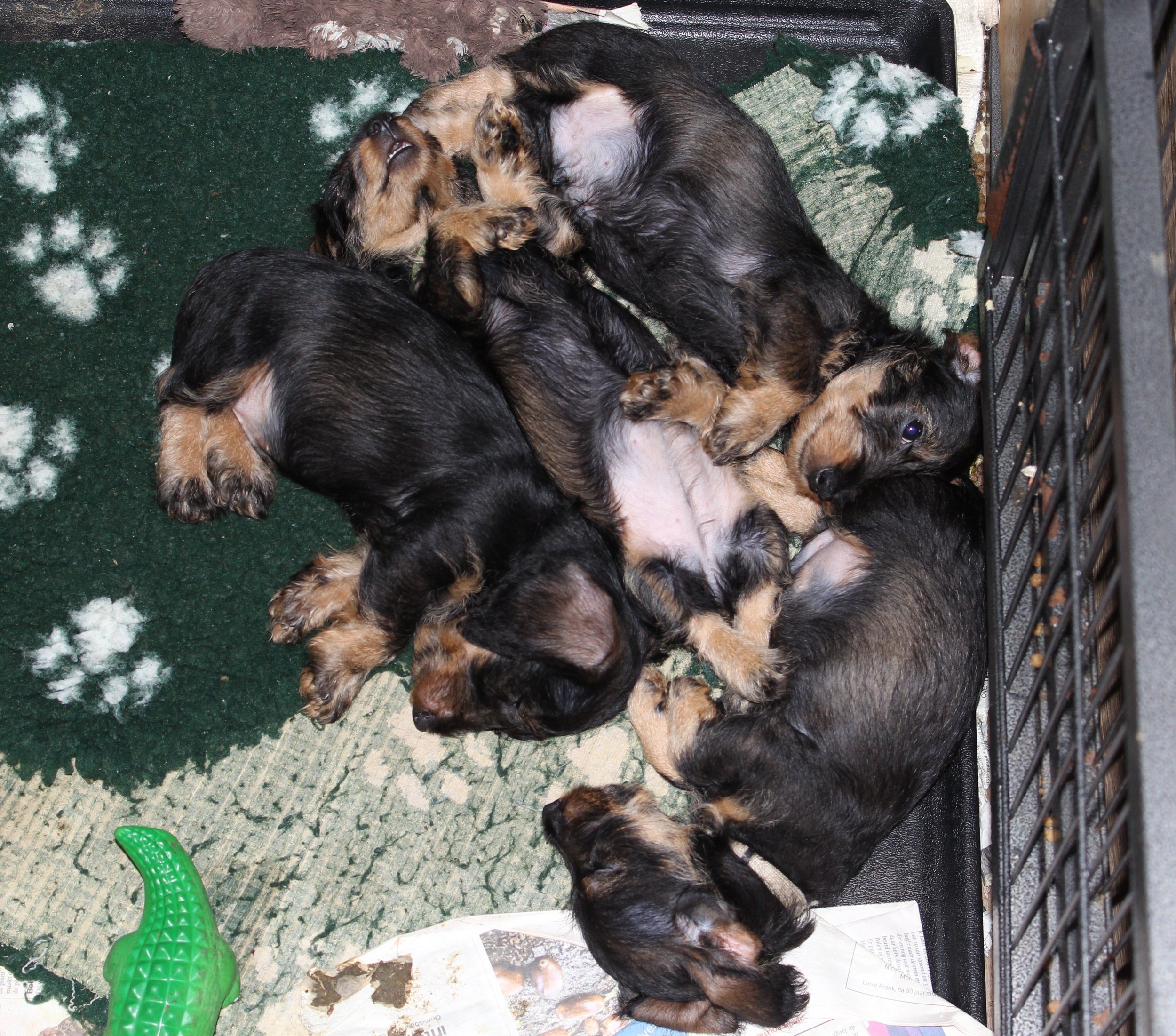 Pups Fleur bijna 9 weken en bijna klaar voor vertrek naar de nieuwe baasjes. 