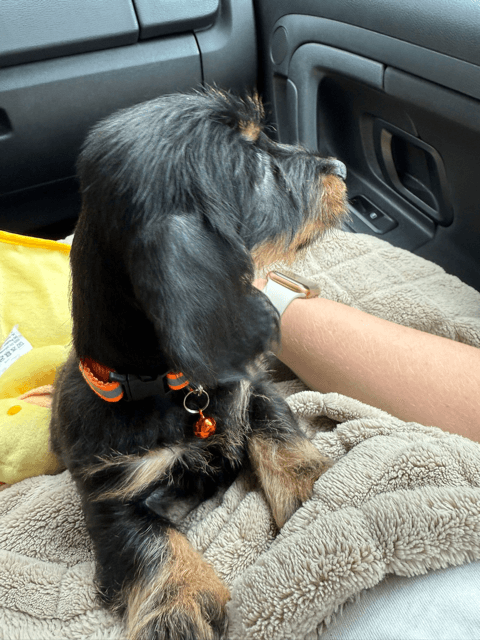 Van onze speciale verslaggeefster Molly. - Vandaag laat ik mijn nieuwe baasjes eens een bericht naar jullie typen! Let wel, de woorden komen allemaal van mij, he, de enige echte Molly Aan den Voorhoeve! Na een rare rit in die gekke metalen bak, die de baasjes auto noemen, ben ik veilig aangekomen in Enschede. En wat denk je, daar mocht ik niet gelijk het huis in van de baasjes. Ik moest eerst naar de tuin, ze zeiden dat ik eerst moest plassen. Beetje raar zo, dat bepaal ik toch lekker zelf wel?! Toen ik zag dat Mara en Steven heerlijk...