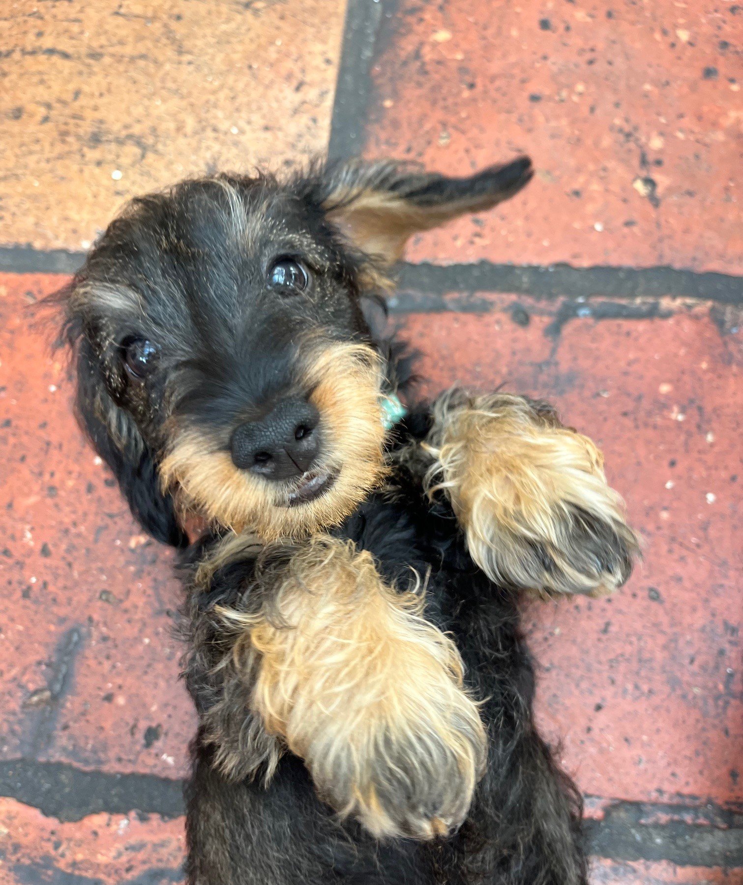 De eerste belevenissen van PIP.